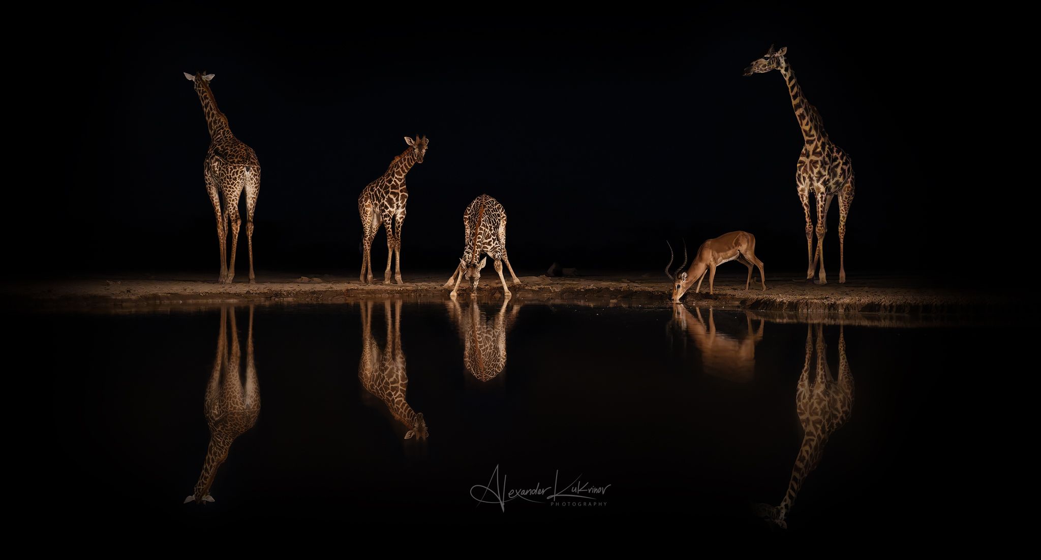 водопой, жираф,импала,кения, Александр Кукринов