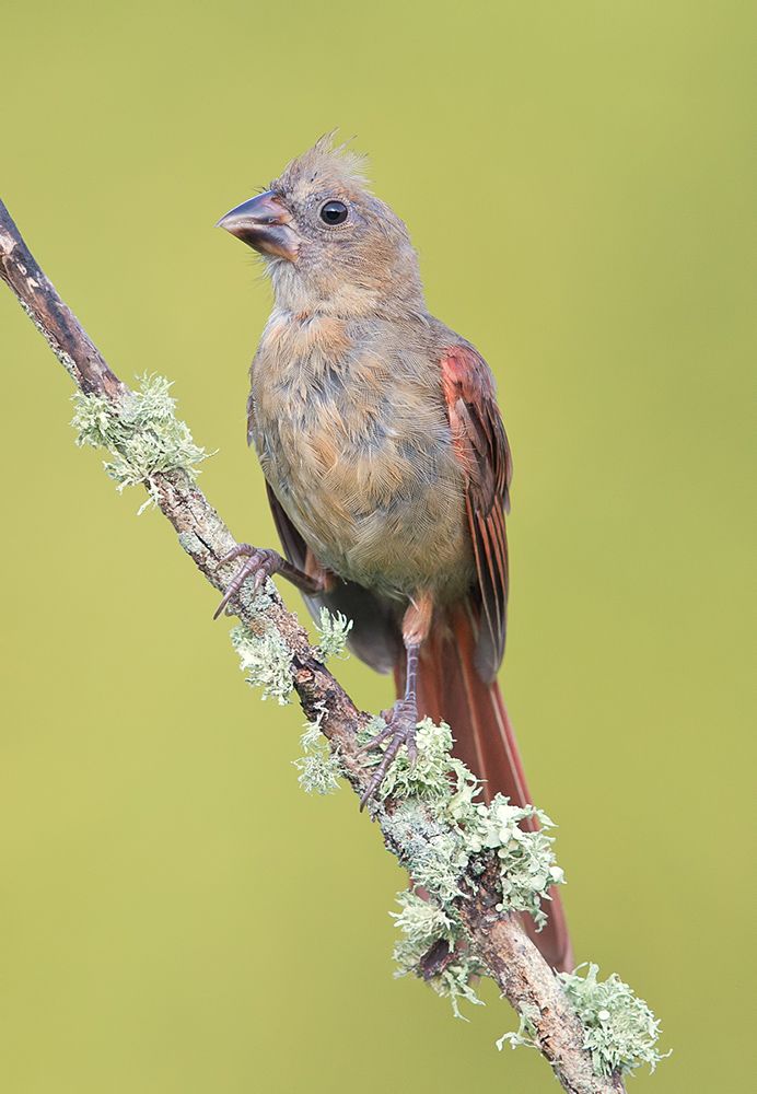 красный кардинал, northern cardinal, cardinal,кардинал, Etkind Elizabeth