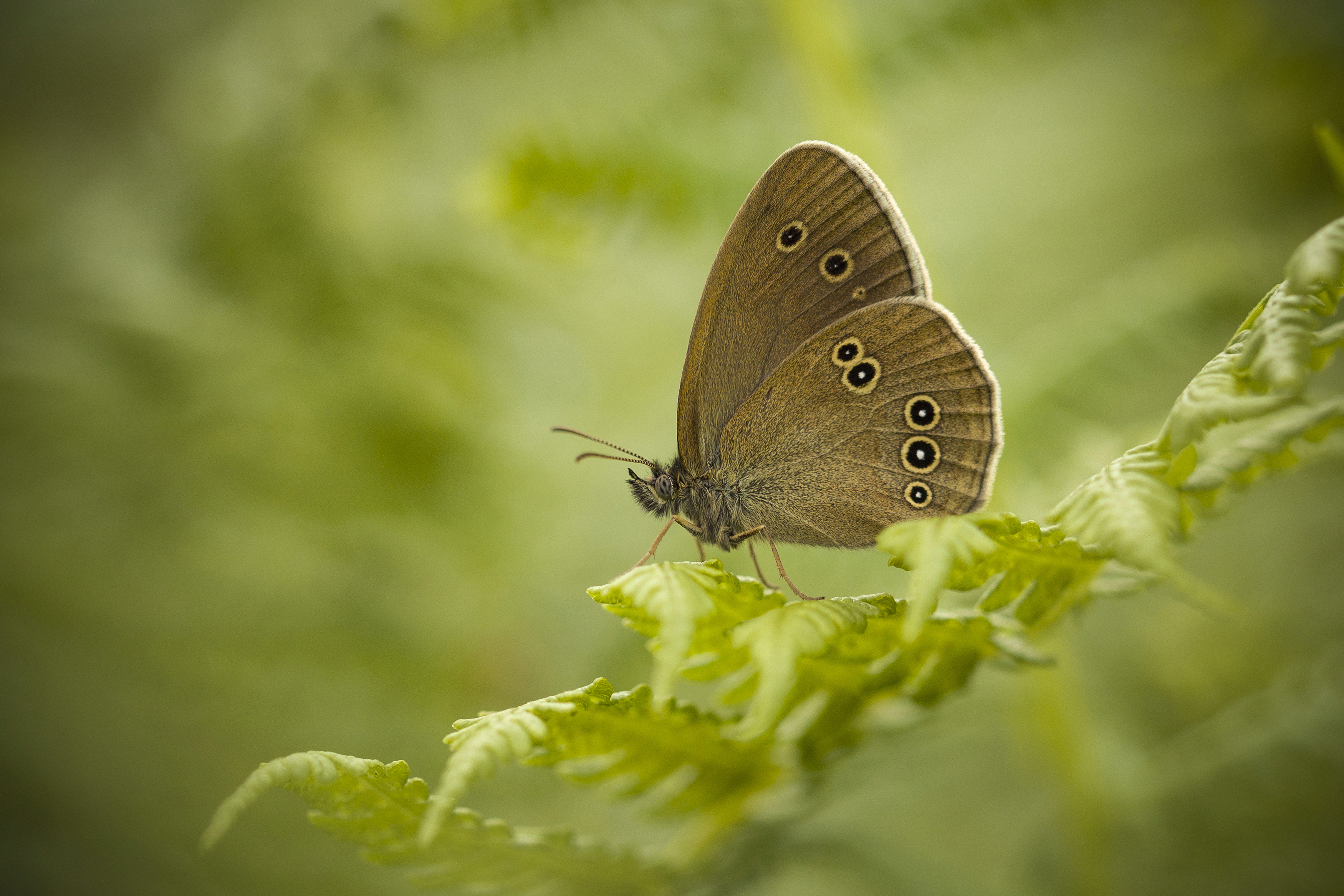 Butterfly, Nature, Insect, Close-up, Wildlife, Animal, Plant, Butterfly, Cyfka, Bokeh, Macro, Macrophotography, Damian Cyfka