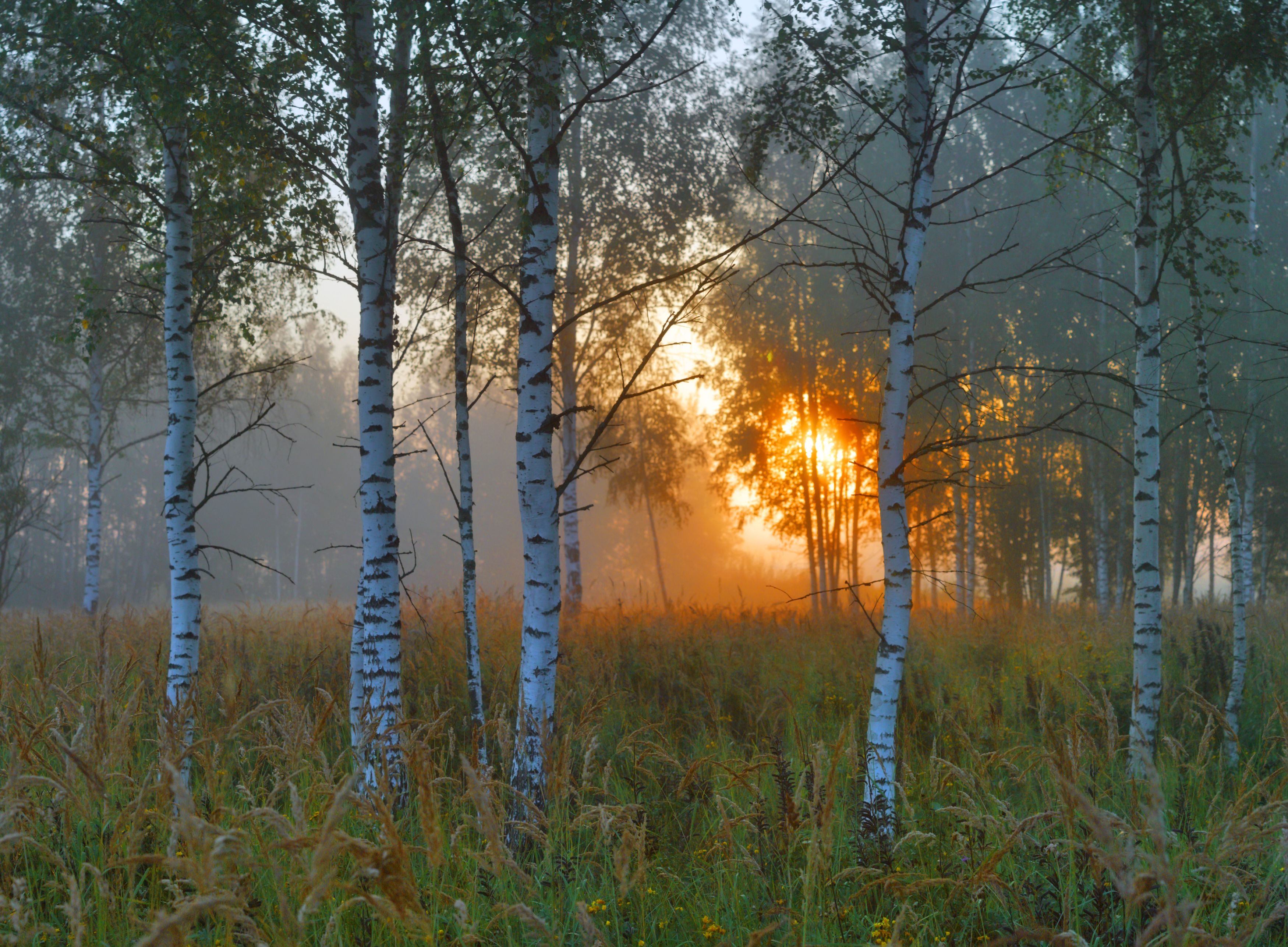 лес, рассвет, Александр Свистков