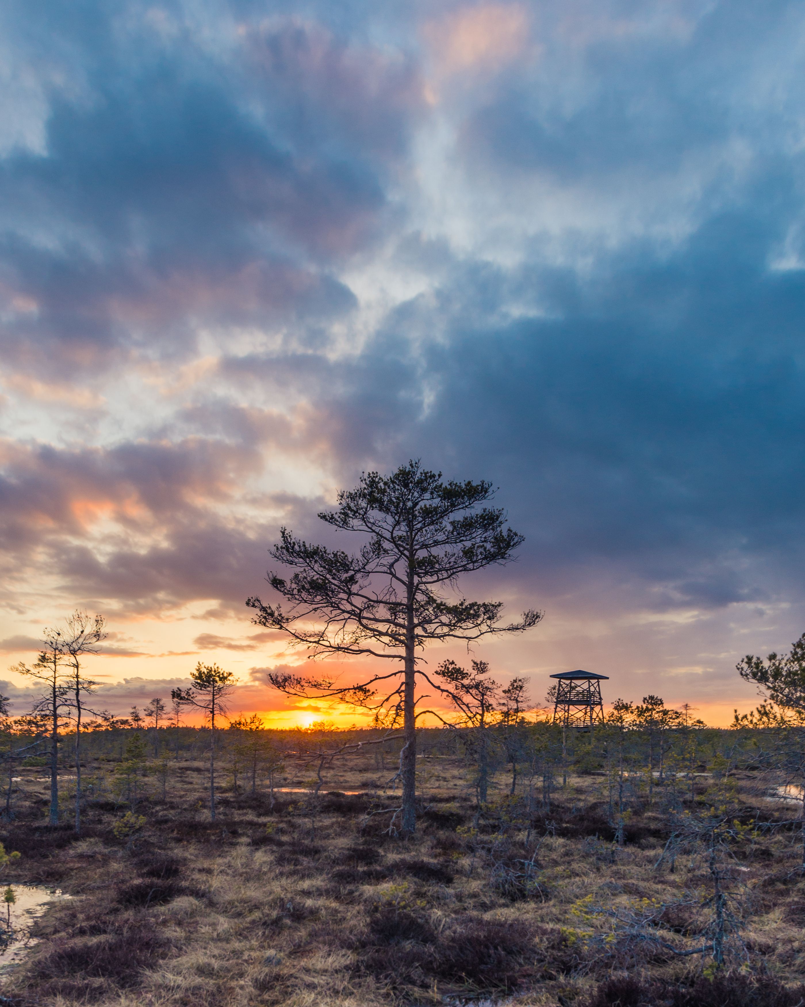 #harjumaa, #kõnnusuursoo, #eesti, #estonia, #estoniabogs, #swamp, #eestirabad, #bog, #bogs, #nature, #loodus, #eestiloodus, #ilusadeestipaigad, #visitestonia, #burningsky, #terviserajad, #hikingtrails, #hikingtrail, #sunsetphotography, #sunsetphoto, #sun, Nikolai Mordan