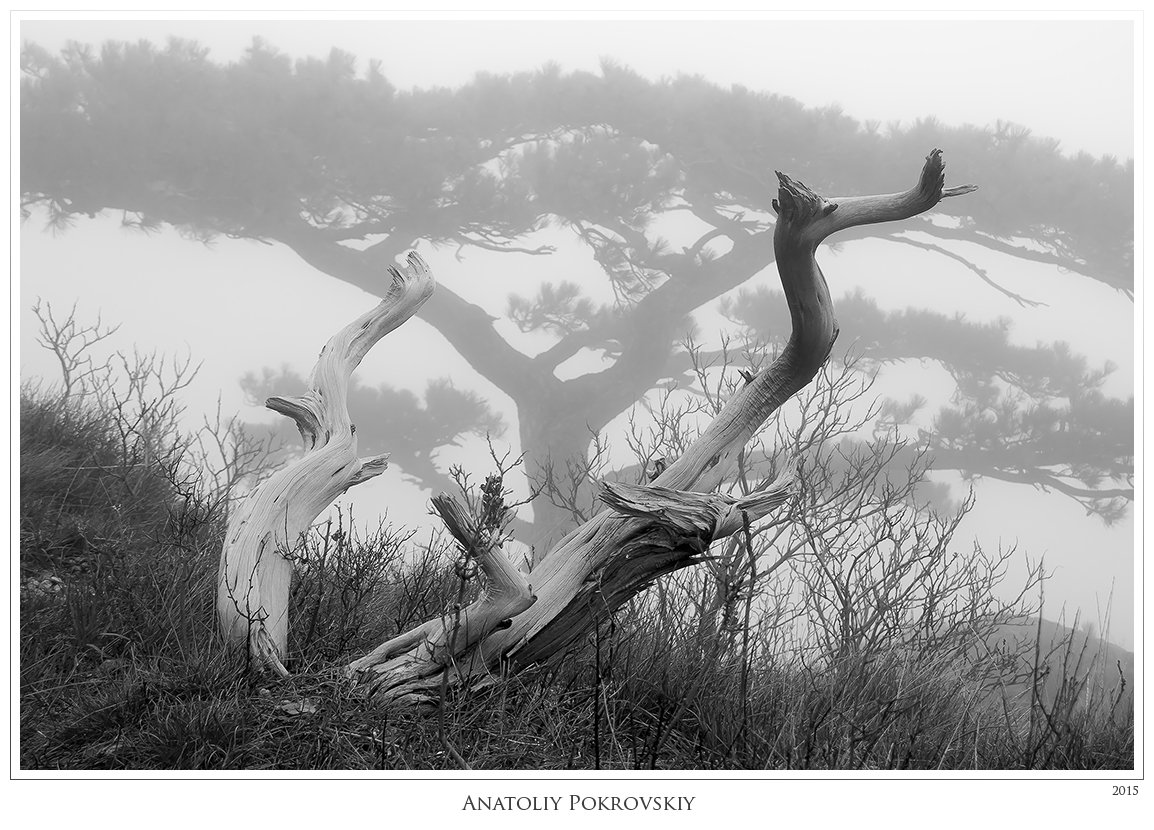 дерево, мертвое дерево, туман, Анатолий Покровский