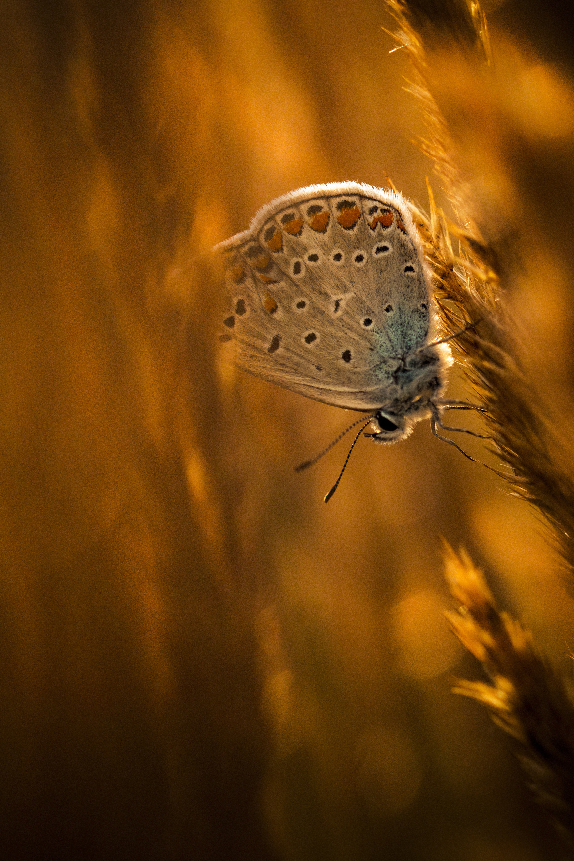 Butterfly , Insect, Nature, Close-up, Summer, Grass, Plant, Meadow, Animal, Wildlife, macro, macrophotography, bokeh, Damian Cyfka