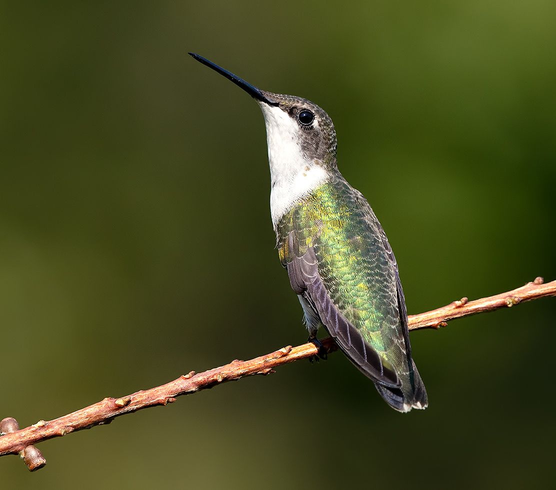 колибри,ruby-throated hummingbird, hummingbird, Etkind Elizabeth