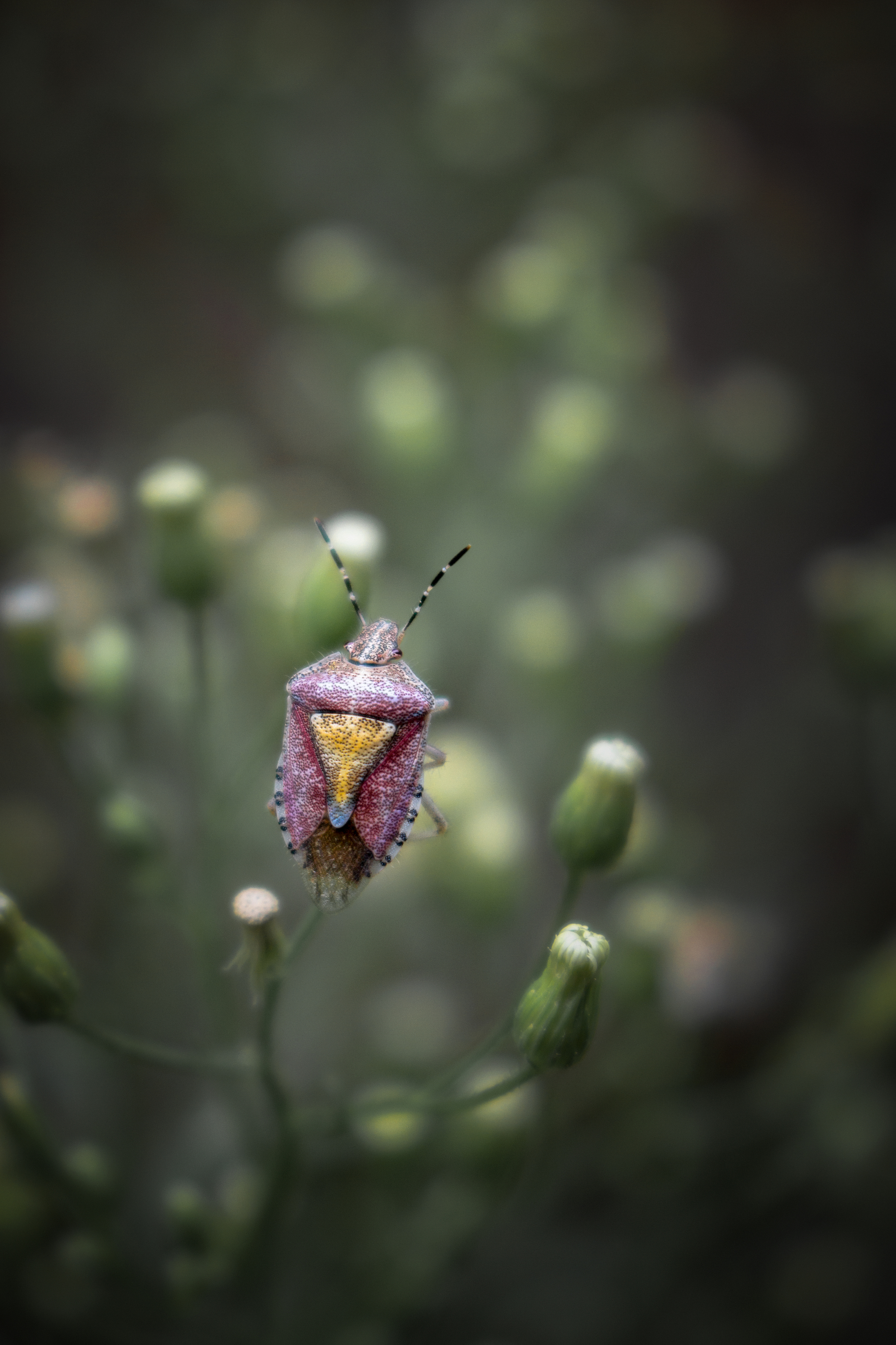 щитник клоп макро фотография природа насекомые цвет боке фон лето, Еремеев Дмитрий
