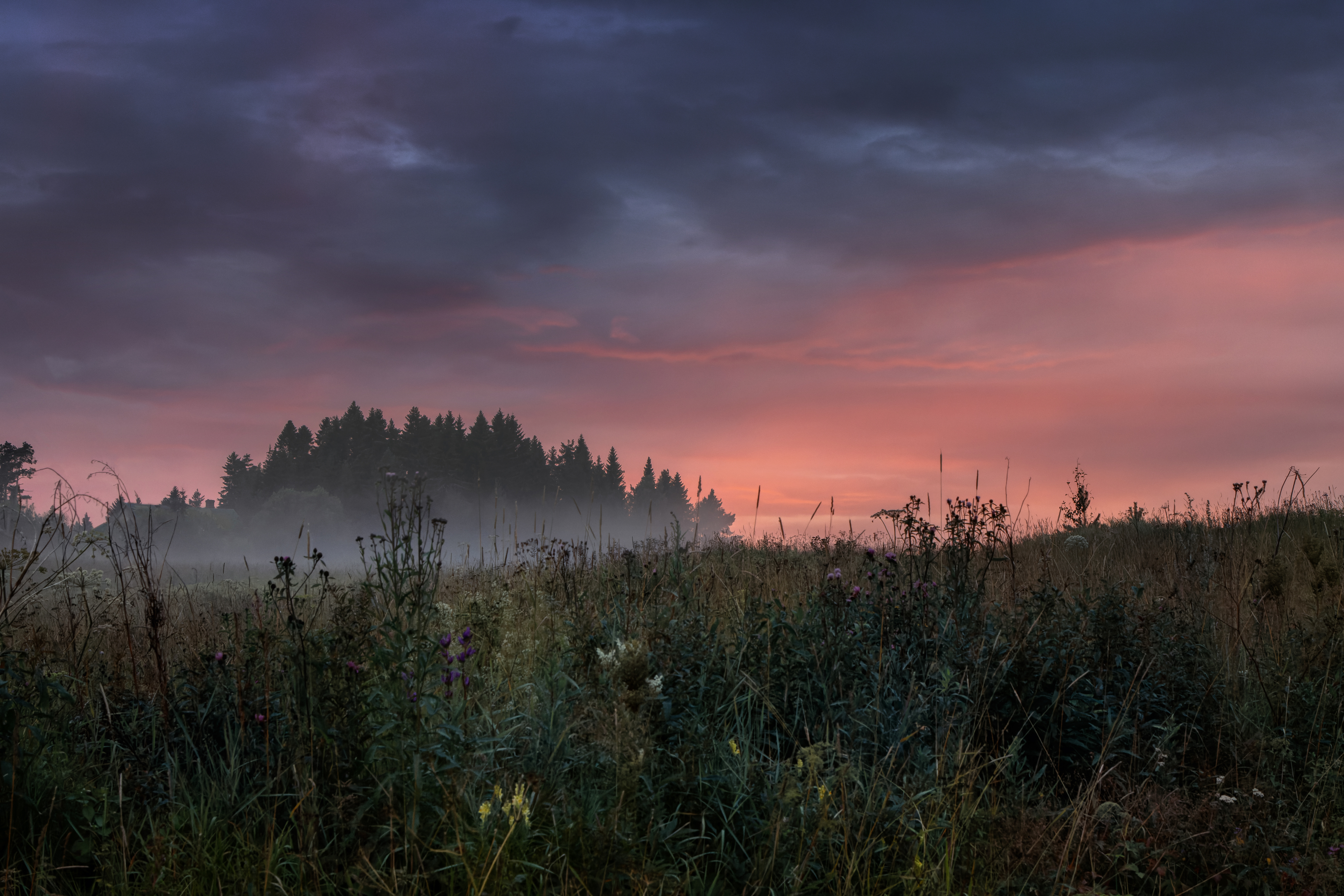 вечер закат небо облака поле трава цветы туман, Светлана Холодняк