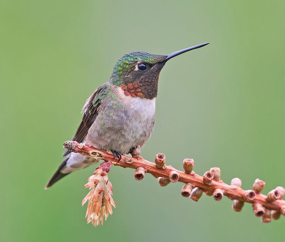 колибри,ruby-throated hummingbird, hummingbird, Etkind Elizabeth