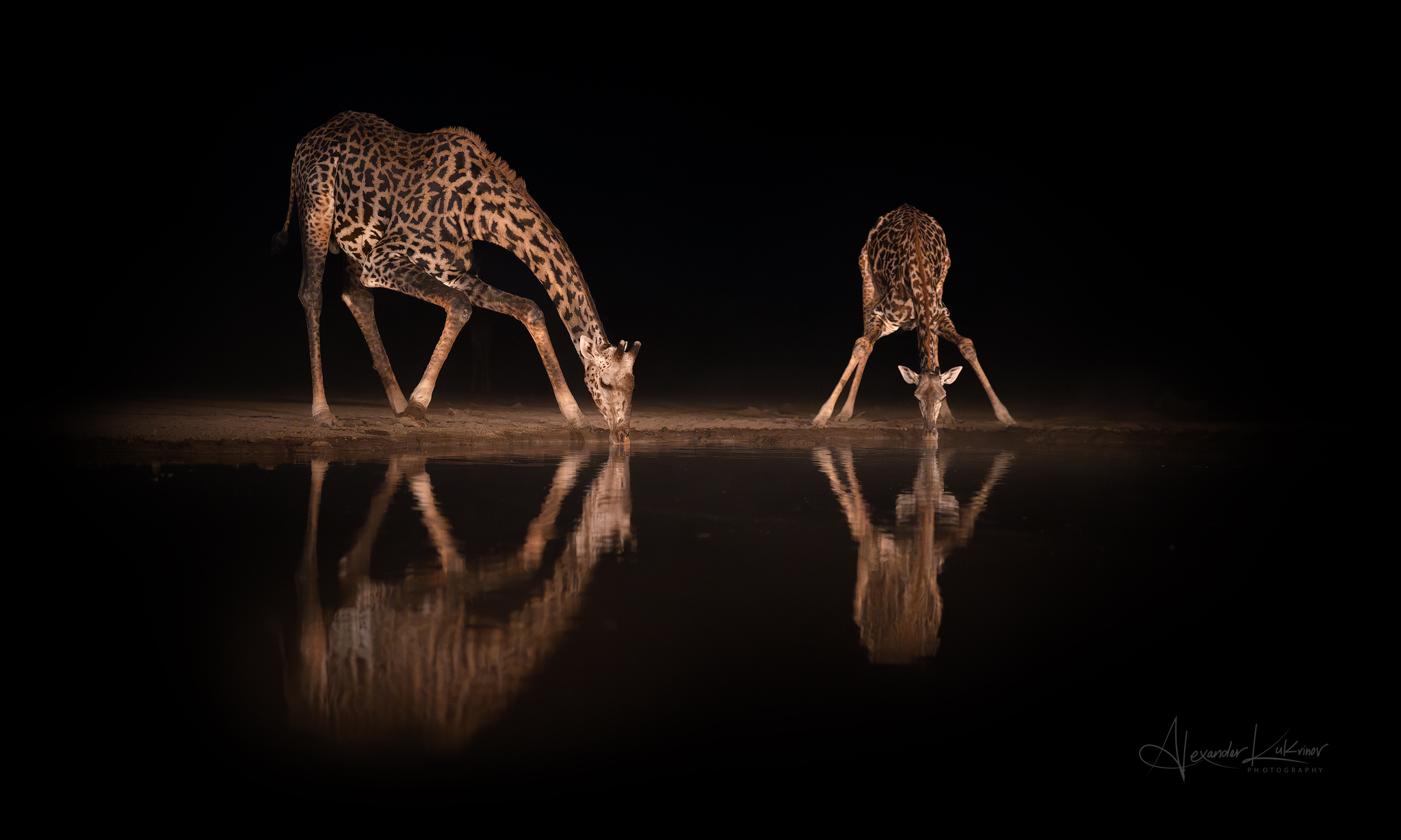 жираф,кения,ночь, Александр Кукринов