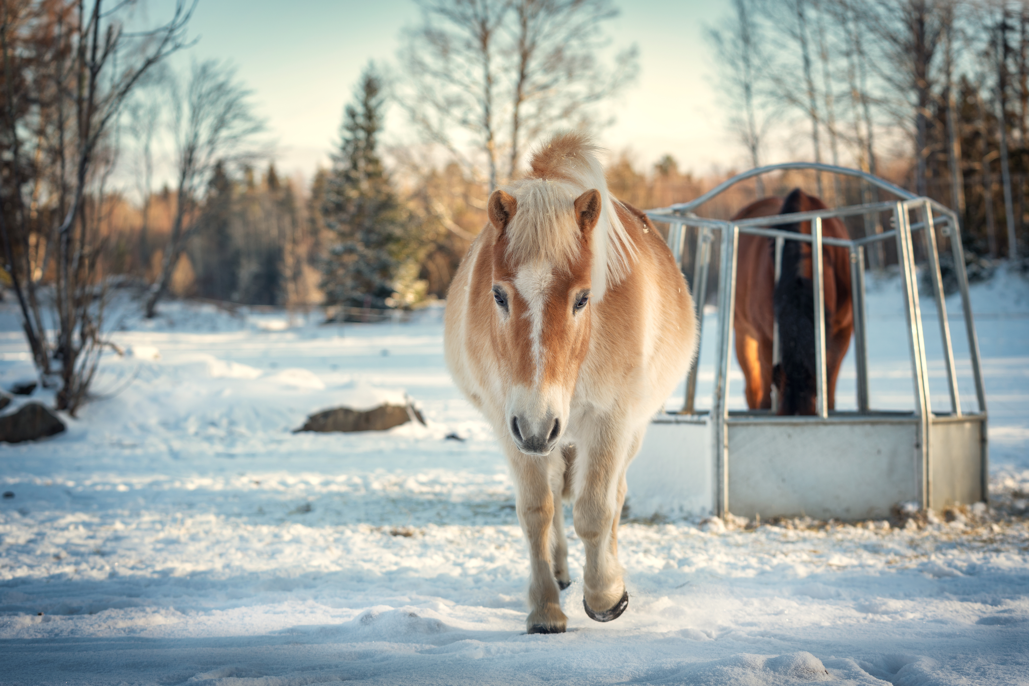 horse, Sweden, winter, pony, snow, light, Romus Ramström