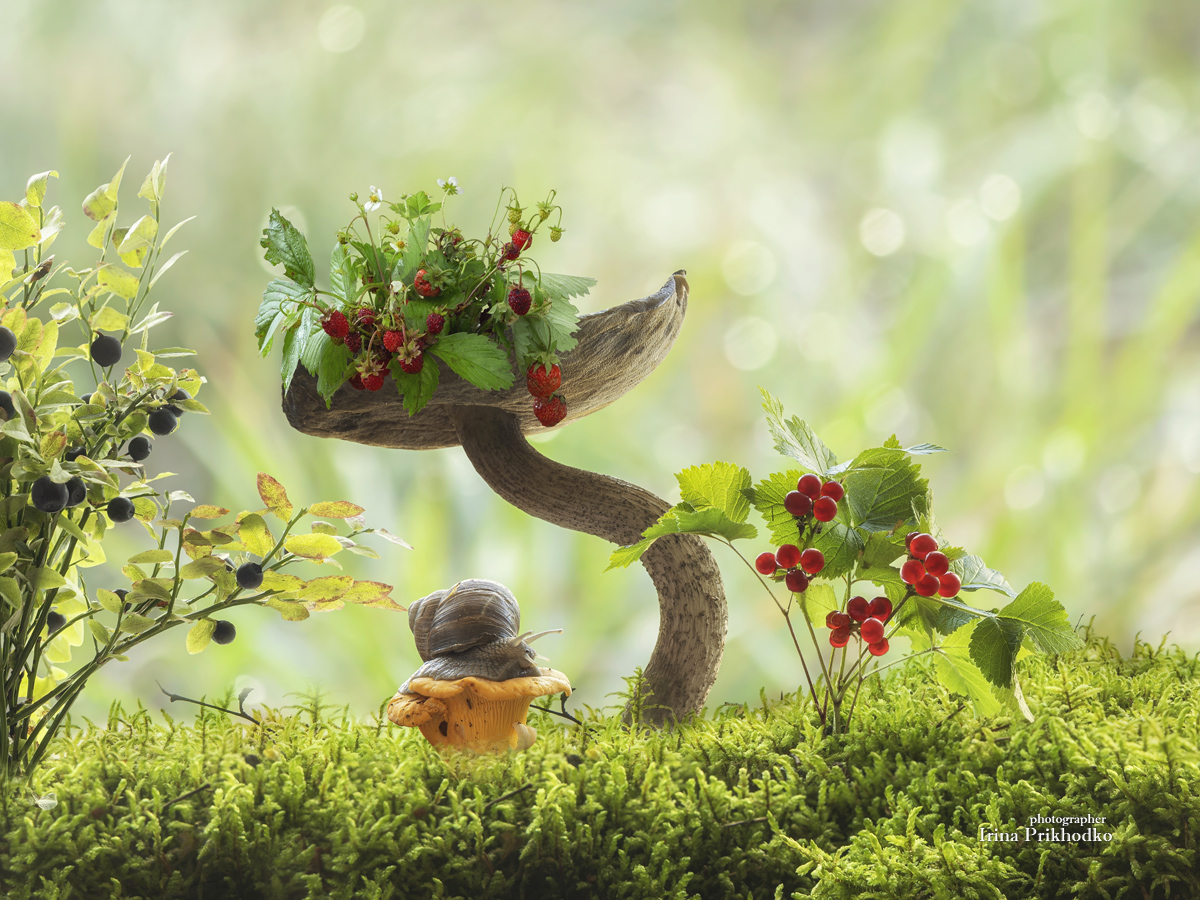 постановочное фото, природа, грибы, ягоды, Приходько Ирина