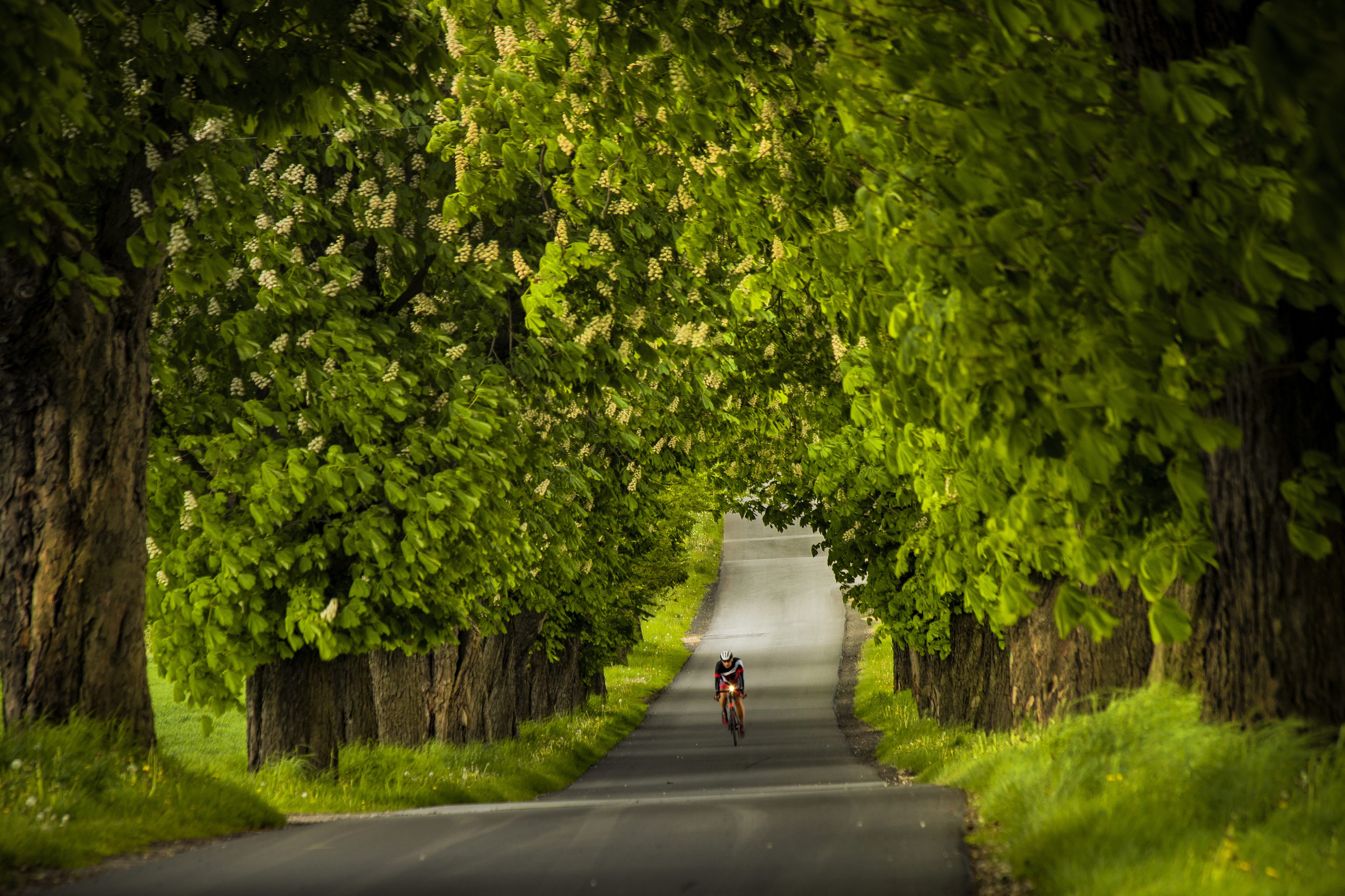 Tree, Road, Green, Nature, Rural, Plant, Bike, Landscape, Poland, transportation, Damian Cyfka