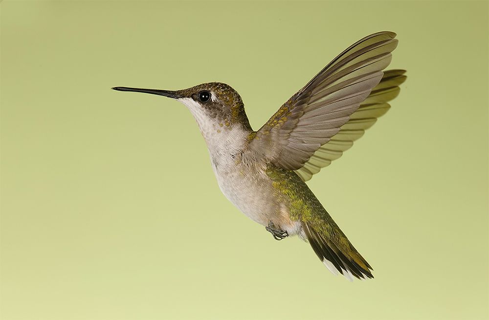 колибри,ruby-throated hummingbird, hummingbird, Etkind Elizabeth