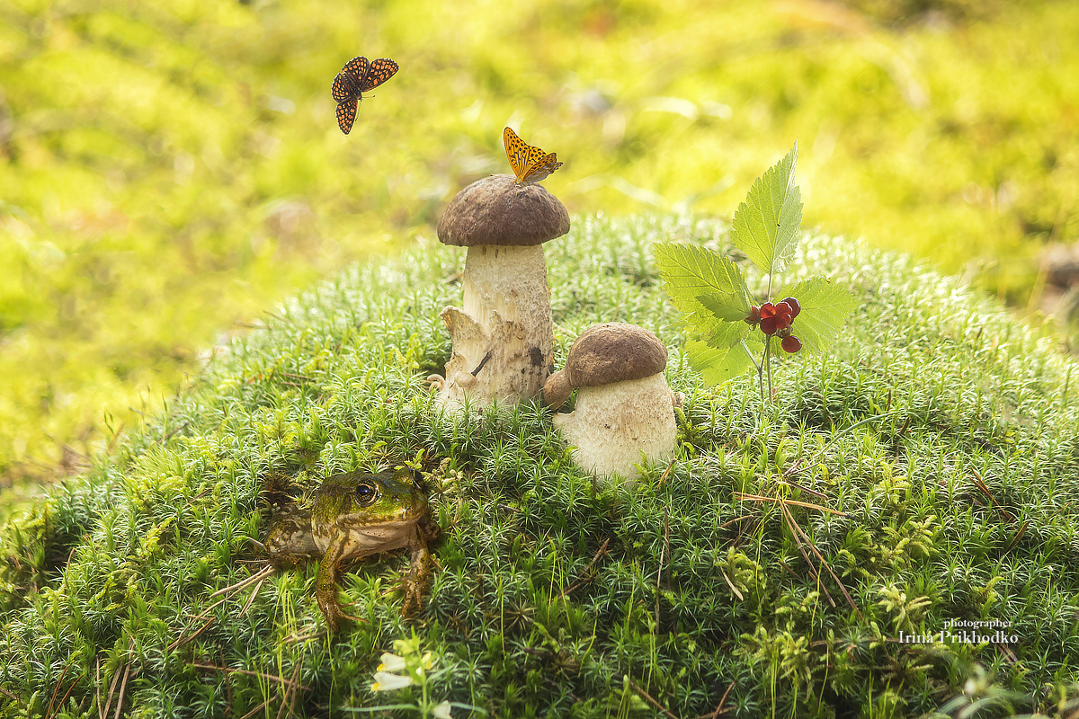 природа, постановочная фотография, грибы, бабочки, костяника, лягушка, Приходько Ирина