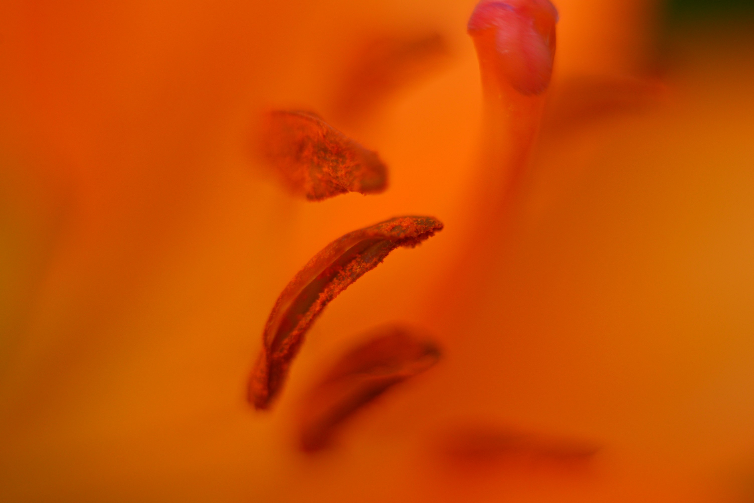 helios, helios44, цветок, цветы, оранжевый, природа, макро, Наталья Новкис