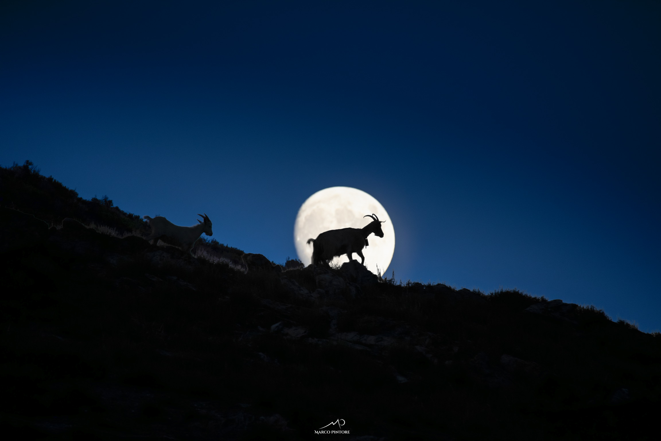 night animal goat moon wildlife nature, marco pintore