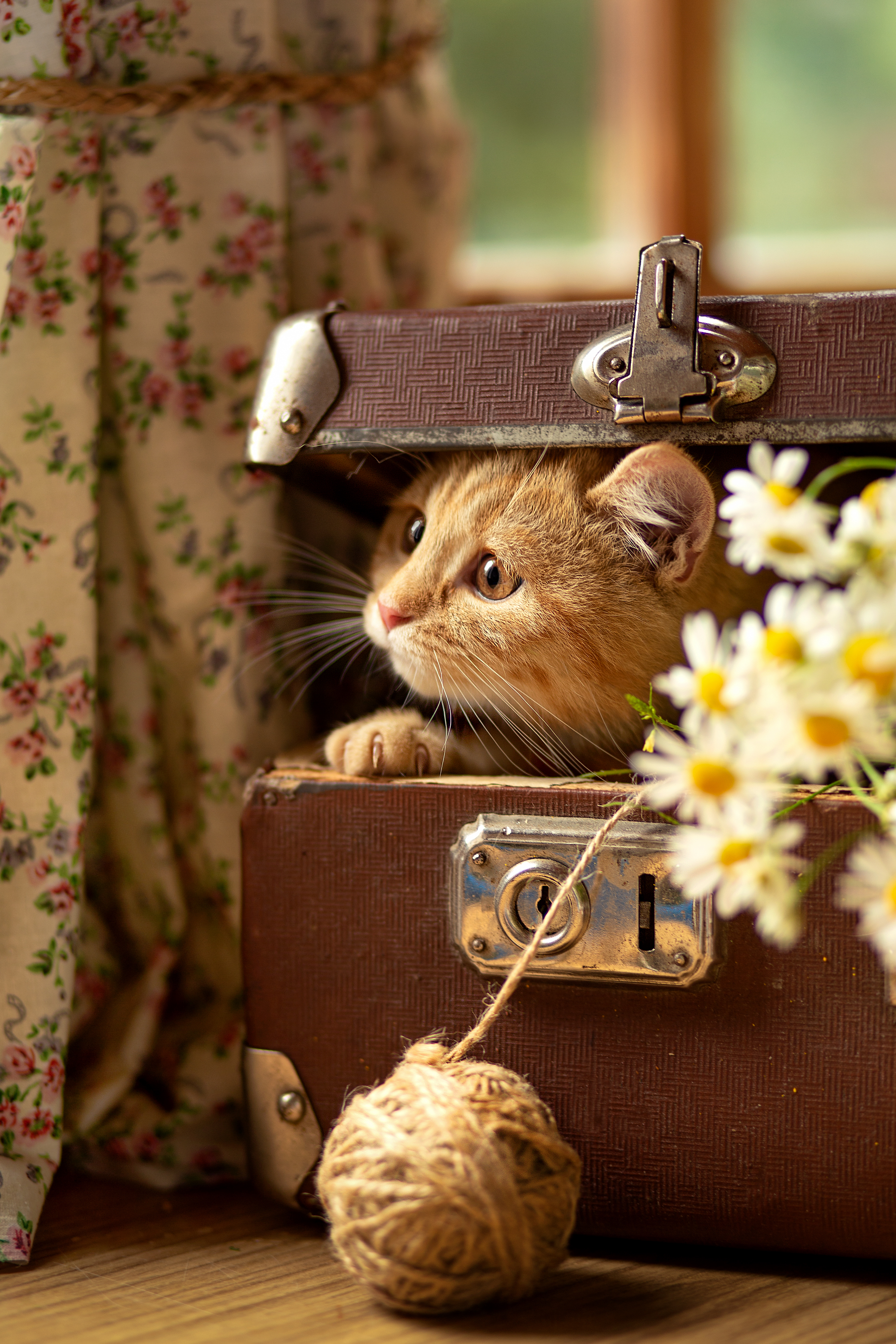 чемодан, мой  котенок,беларусь,рыжее счастье, лето,в дорогу,ромашки, ирина горюкина,домашние животные, ГОРЮКИНА ИРИНА