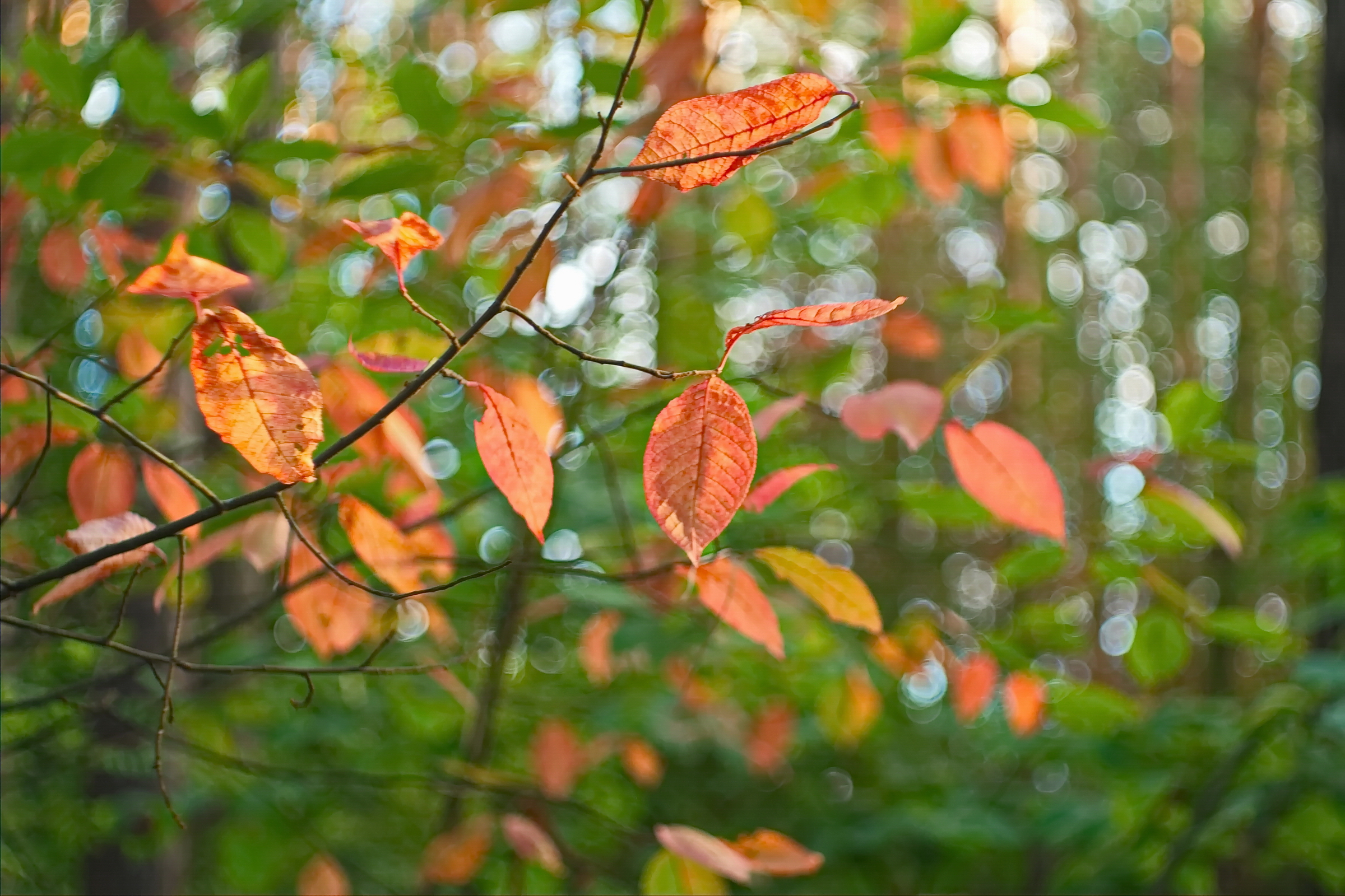 осень, листья, лес, лучеса, Виктор Гурков