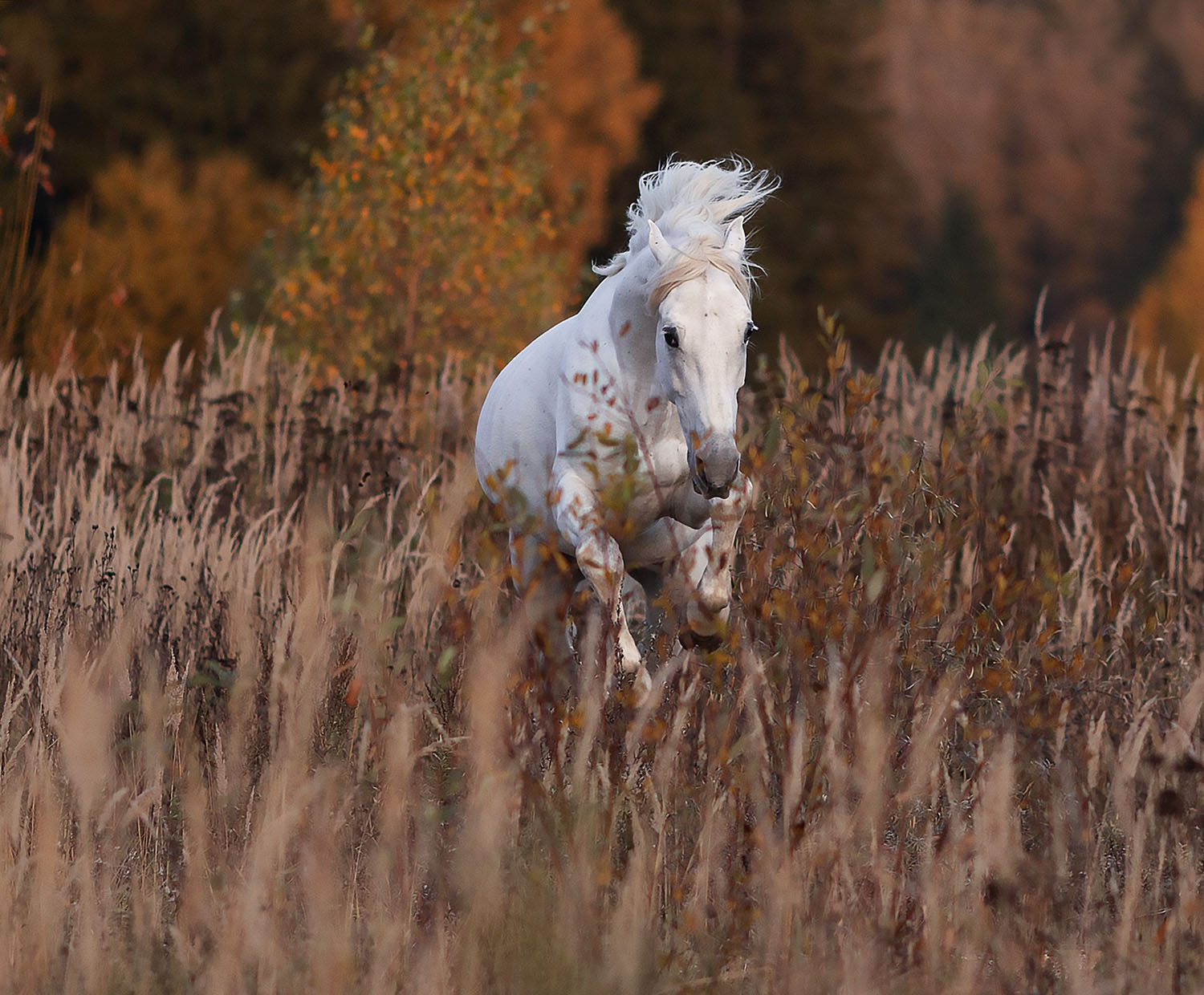 лошадь, рысак, галоп, осень, поле, природа, horse, racing,beautiful, autumn, field,nature, Стукалова Юлия