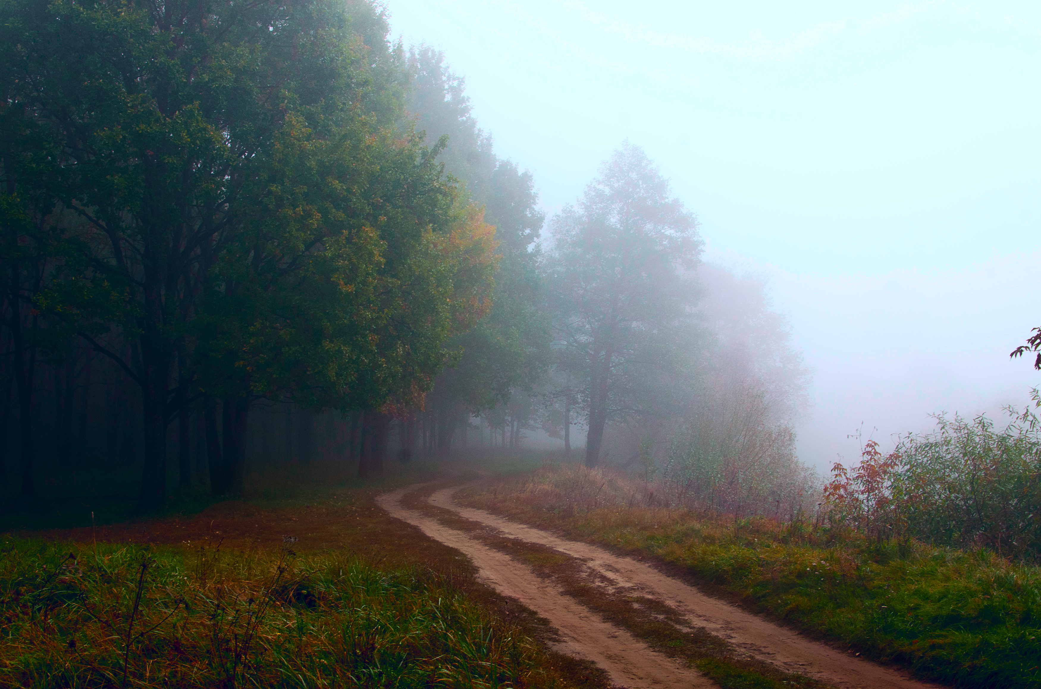 природа. туман. утро, Александр Березуцкий