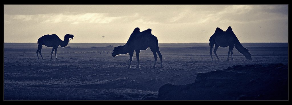 монголия, верблюды, рассвет, Дмитрий Новак