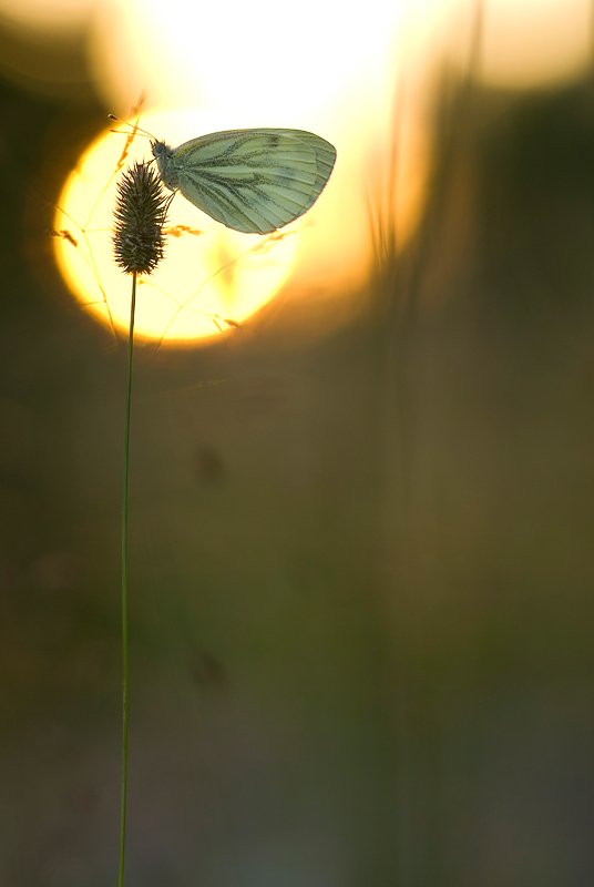 бабочка, солнце, Юлия