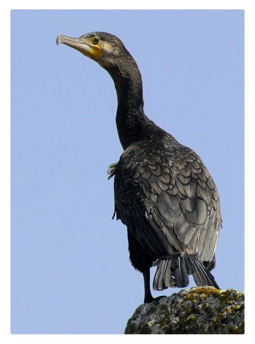 большой, баклан, phalacrocorax, carbo, Юрий Охлопков