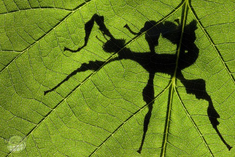 палочник, макро, extatosoma tiaratum, личинка, Amazon-san