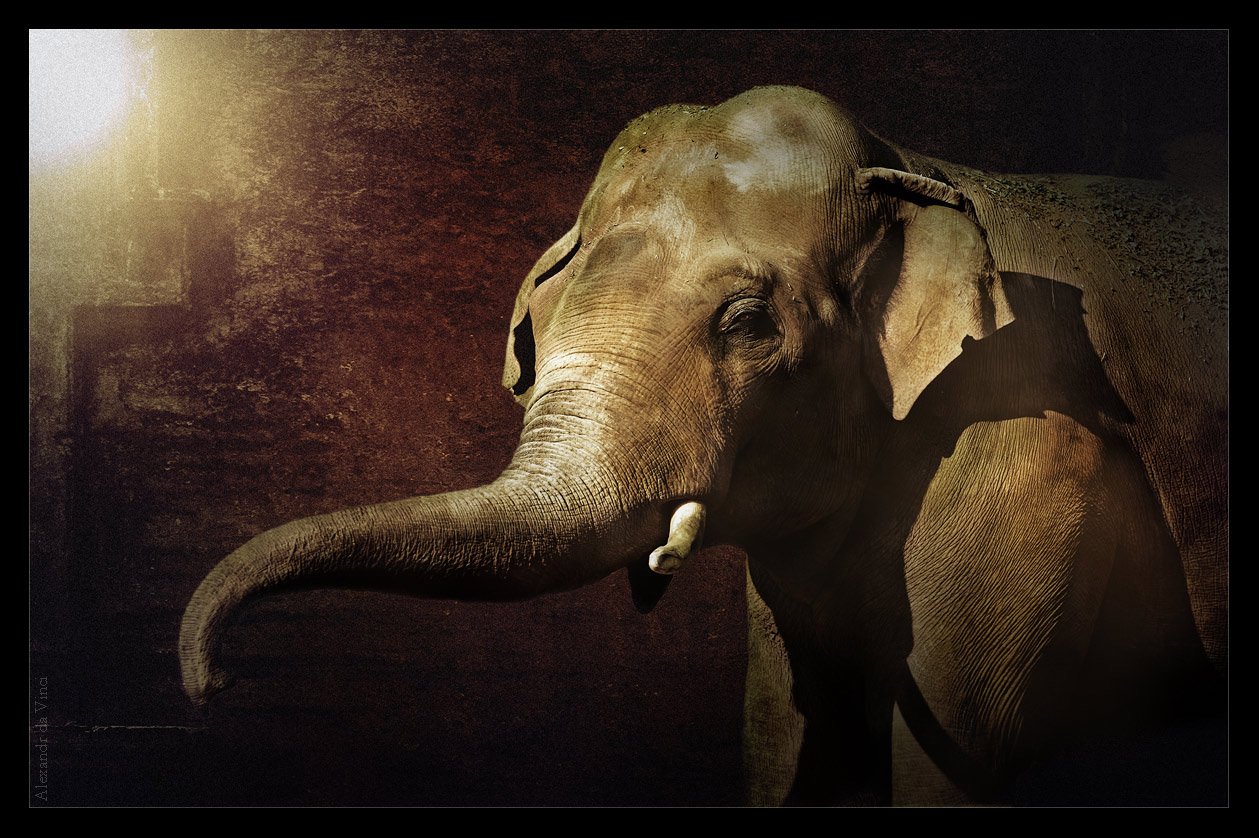 красивый слон, elephant, слон, слонопотамчик, Alexandr da Vinci