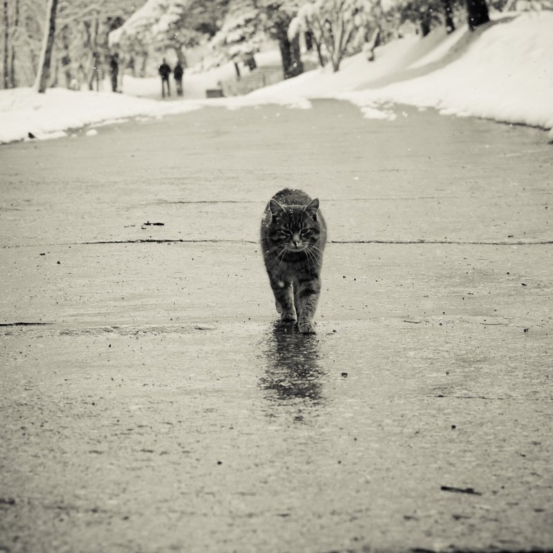 зима, кот, Alexandr Shutov