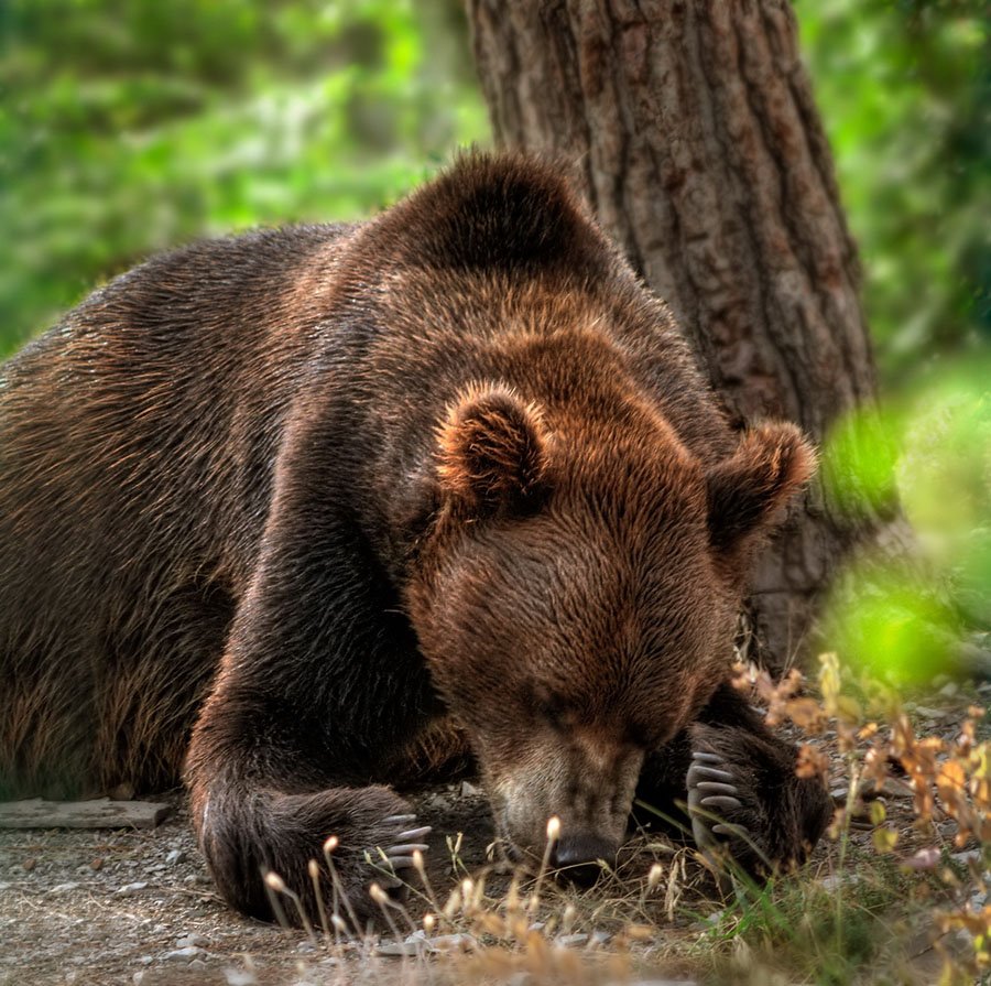 медведь, Алексей Баяндин