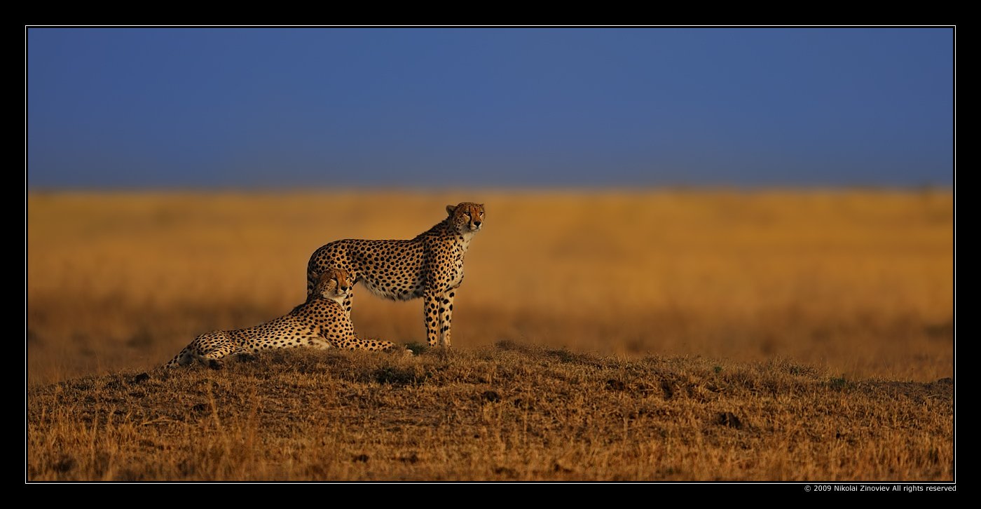 cheetah, гепард, масай-мара, африка, Николай Зиновьев