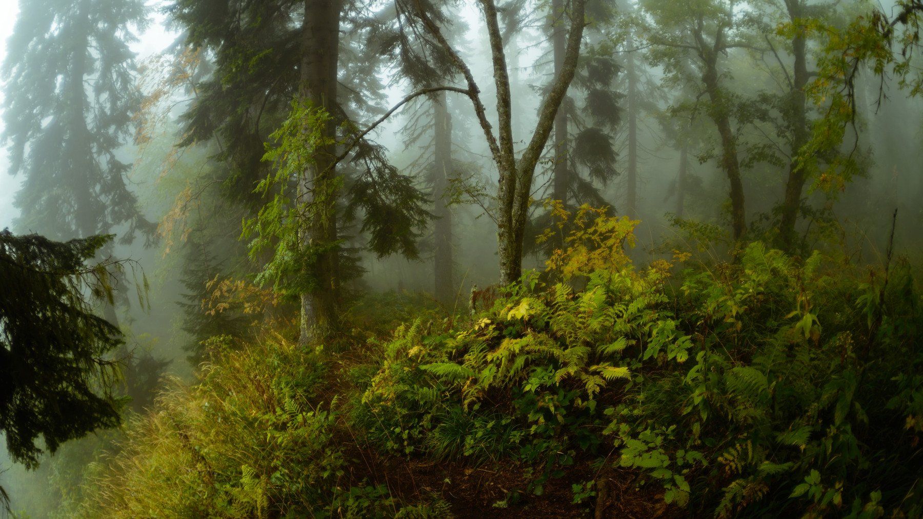лес, осень, тропинка, туманная , я расскажу вам сказку , зенитар 16 ,природный парк большой тхач, Alexander Plekhanov