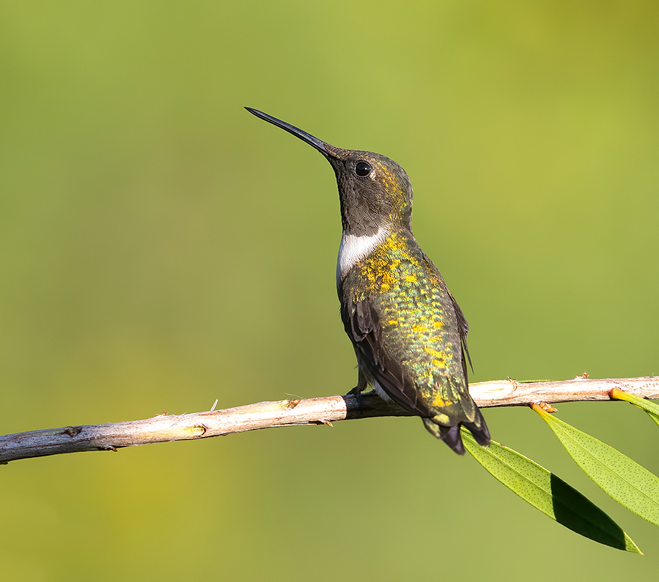 колибри,ruby-throated hummingbird, hummingbird, Etkind Elizabeth