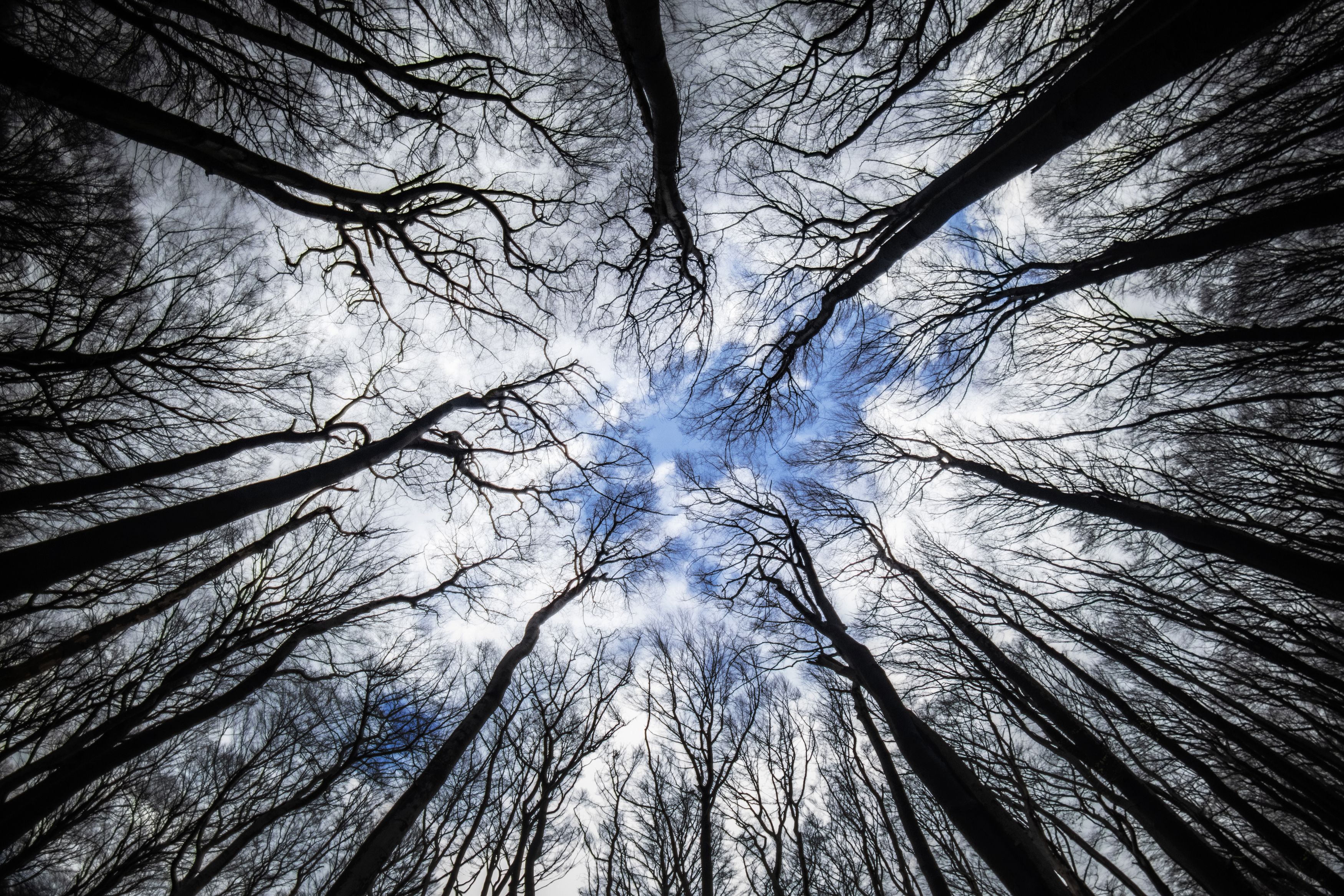 Tree, Nature, Forest, Sky, Day, Branch, Trunk , Woodland, 8mm, fisheye, clouds, Damian Cyfka