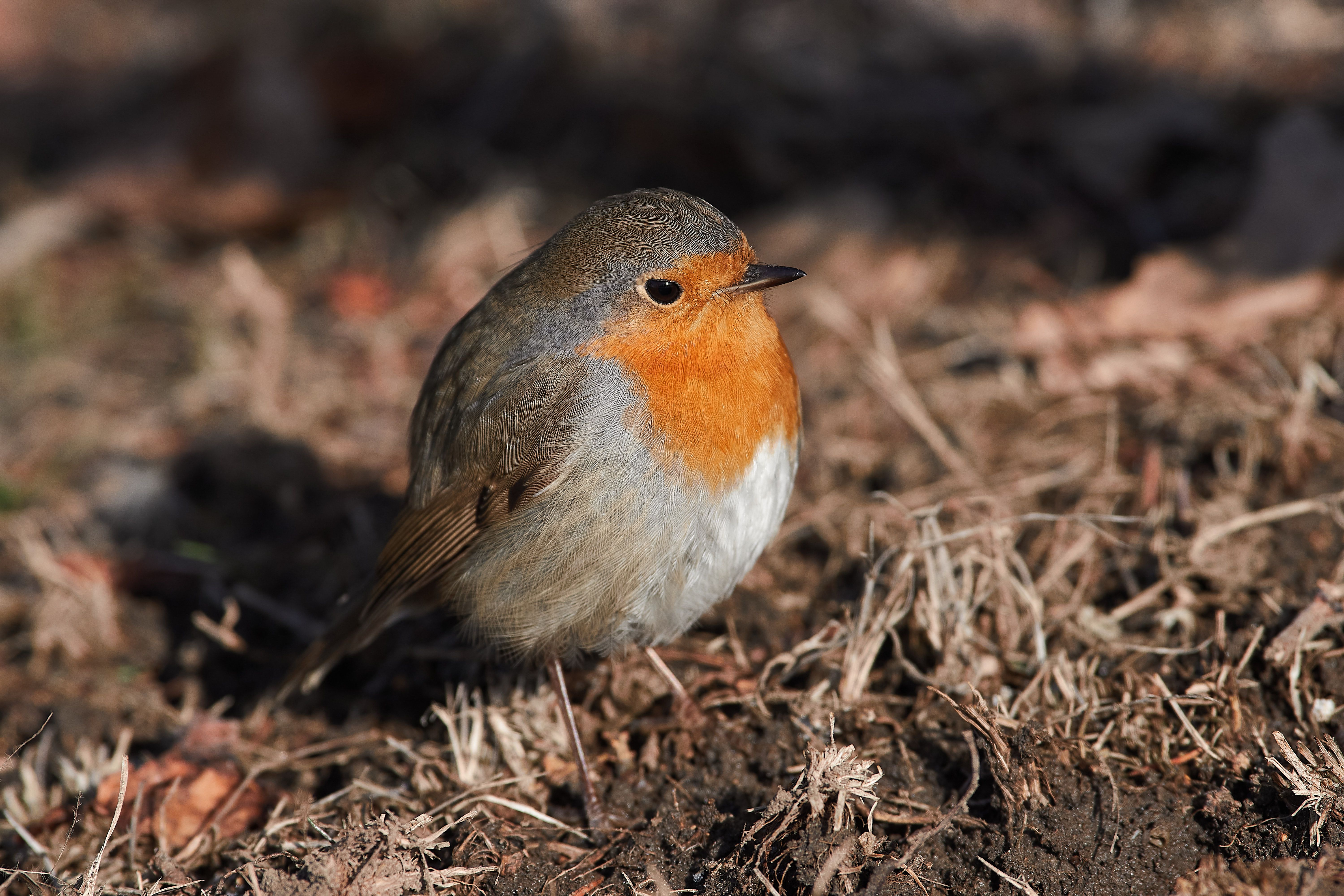 bird, birds, birdswatching, volgograd, russia, wildlife, Erithacus rubecula, , Сторчилов Павел