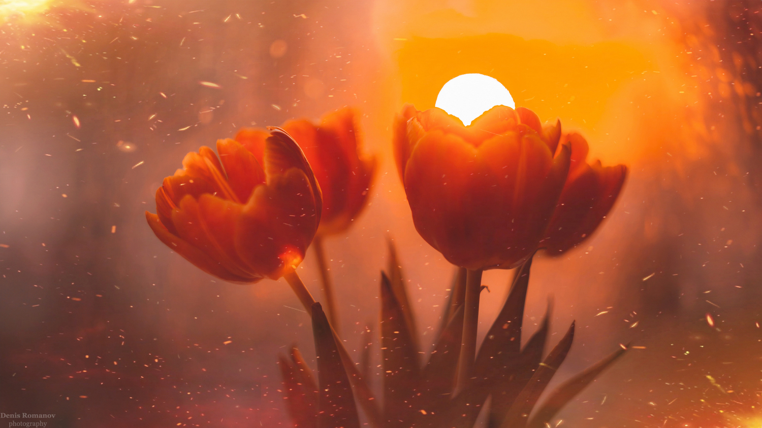 #природа #осень #sunset #закат #гелиос #nature #тюльпаны #autumn #helios, Denis Romanov