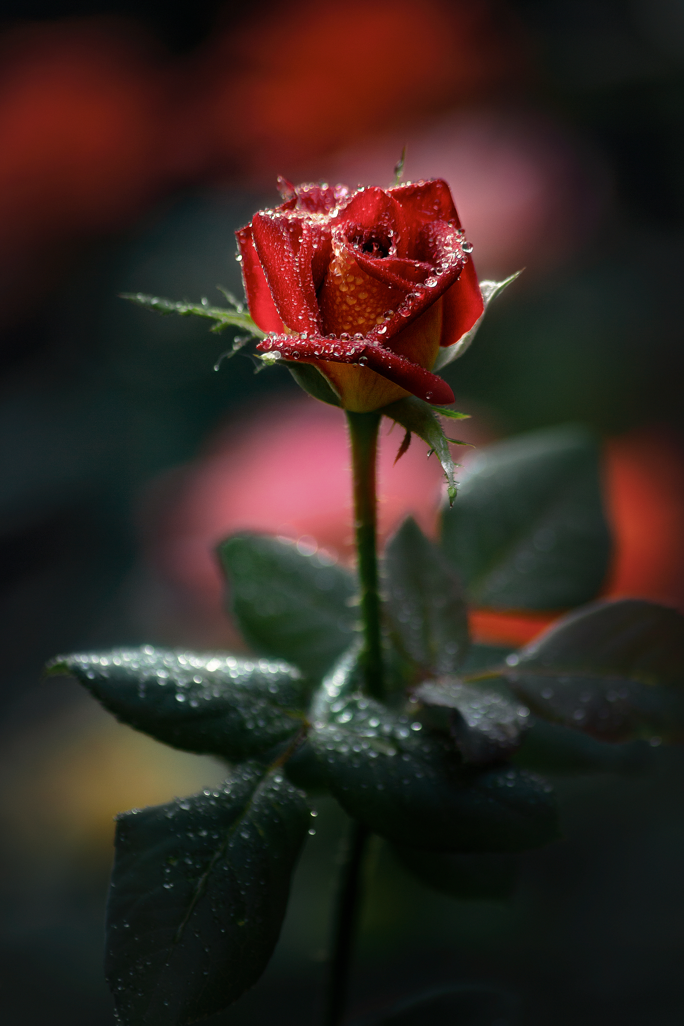 роза капли вода дождь природа фон боке сумерки свет цвет фотография лето, Еремеев Дмитрий