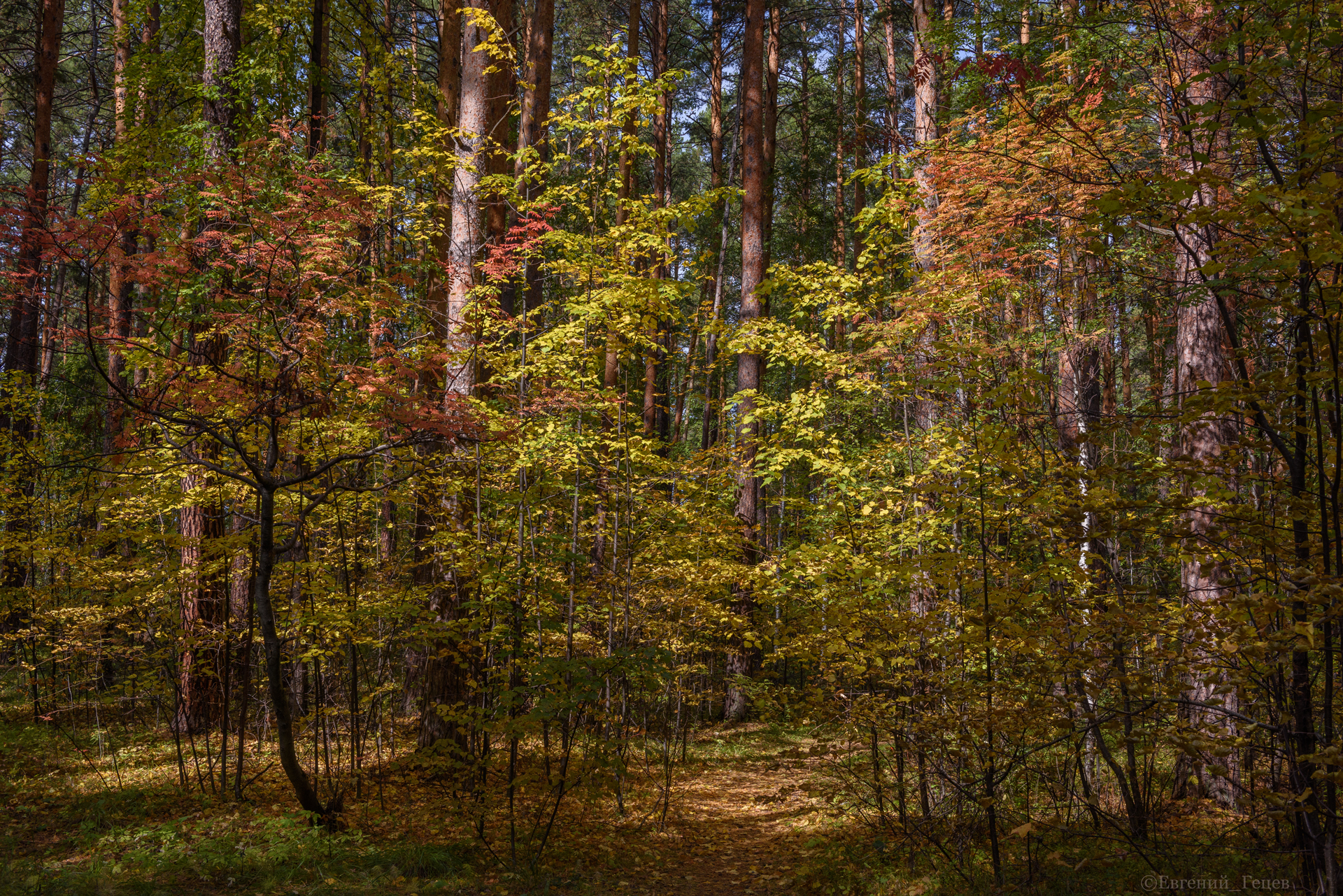 пейзаж, осень, лес, деревья, Евгений Гецев