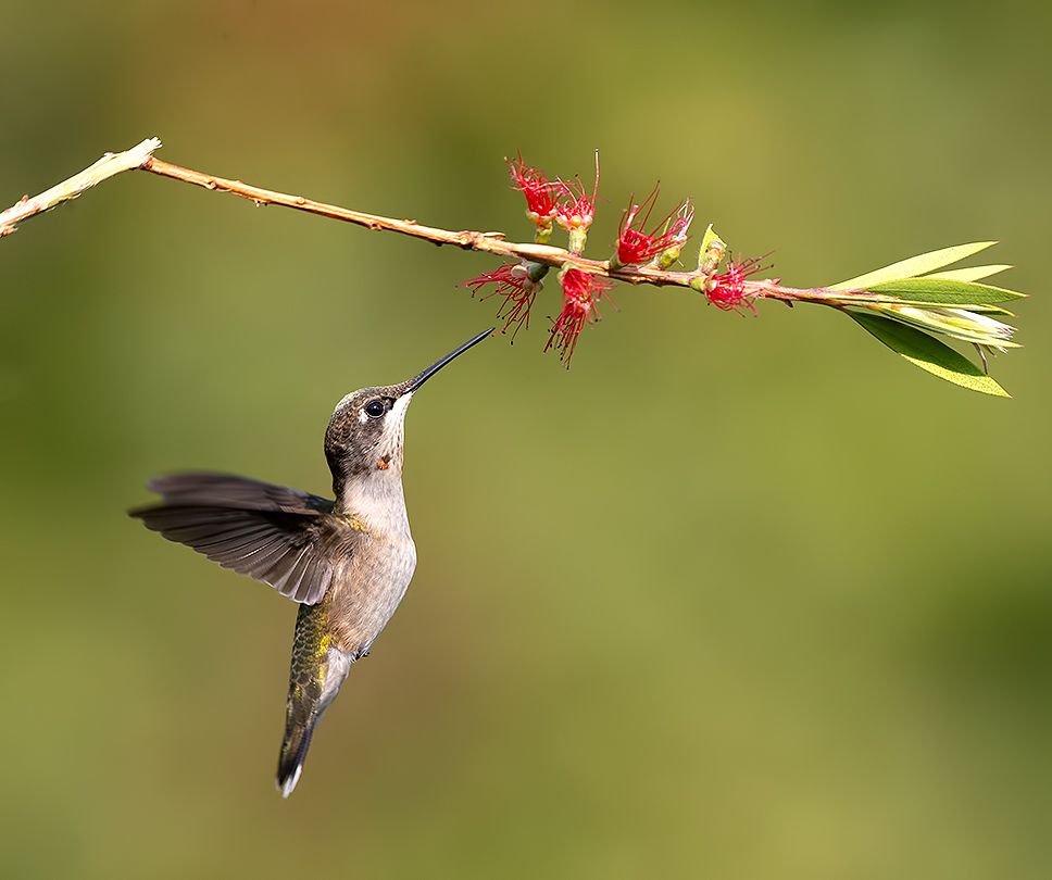 колибри,ruby-throated hummingbird, hummingbird, Etkind Elizabeth