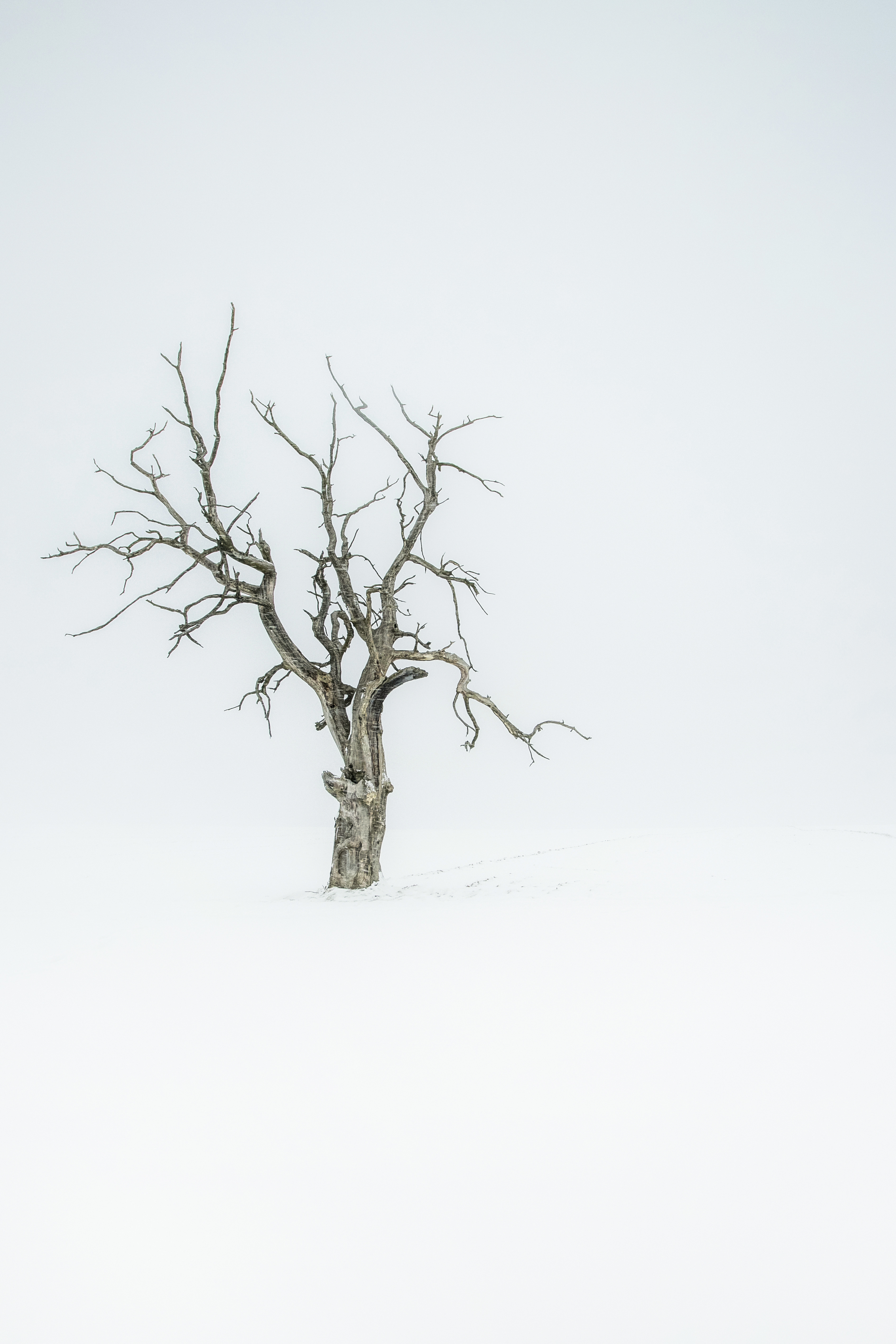 Vertical, Tree, Snow, Winter, Cold, Nature, Plant, Minimal, Landscapes, Poland, Damian Cyfka