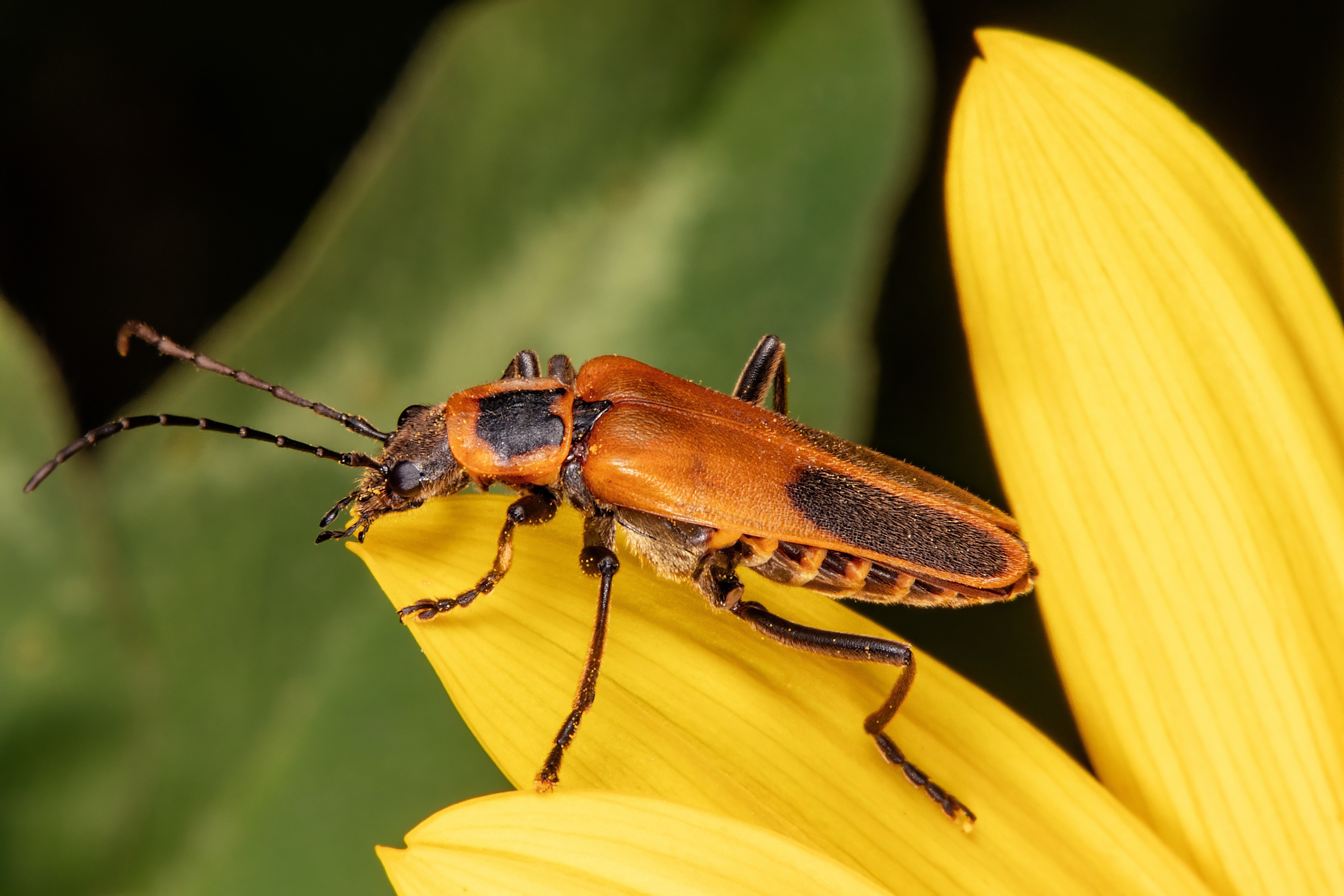 beetle, insect, insectmacro, insectphoto, insectlovers, macrophoto, macrophotography, nature, coleoptera, Stephane