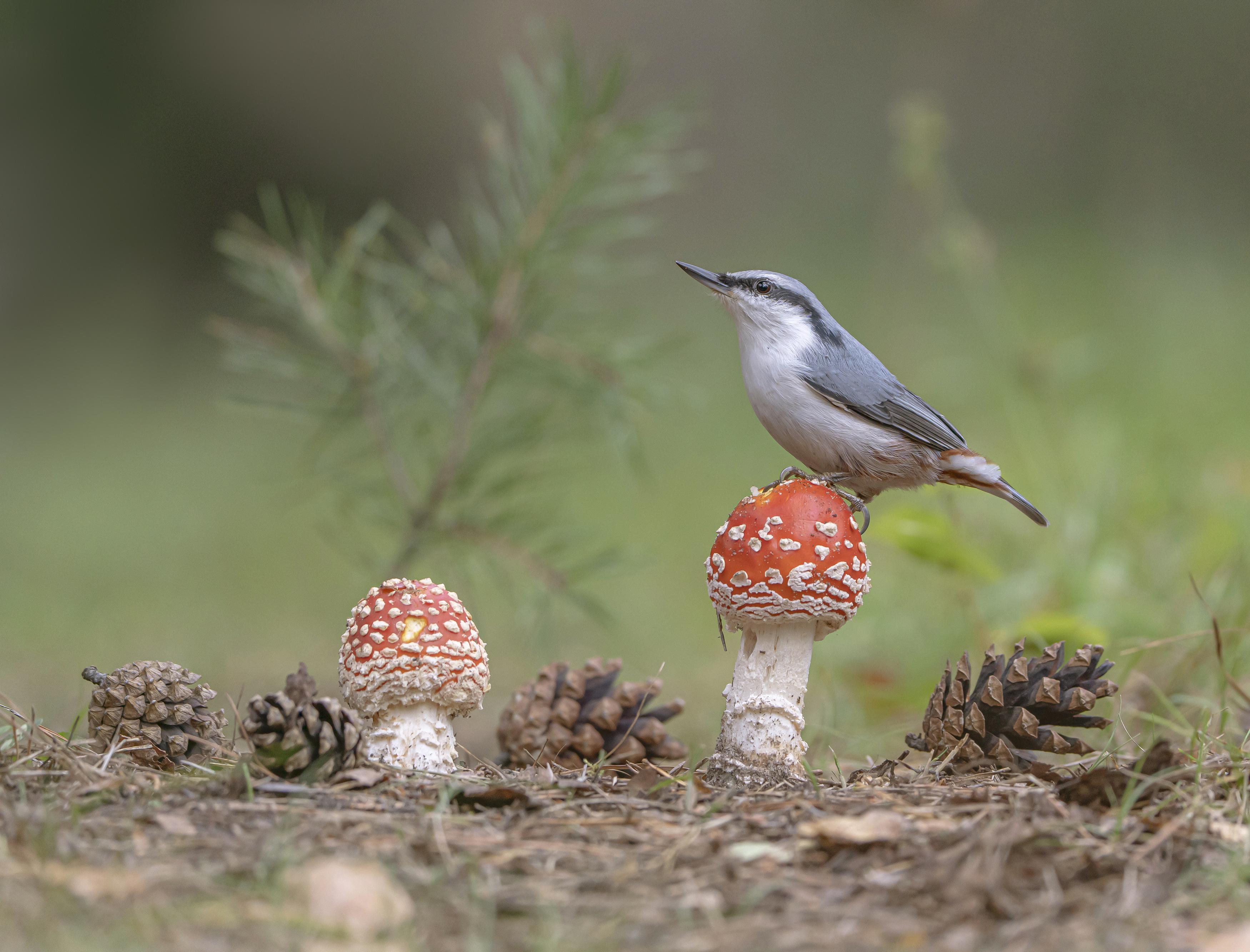 гриб,природа, осень,лес,птица, Андрей Киселёв