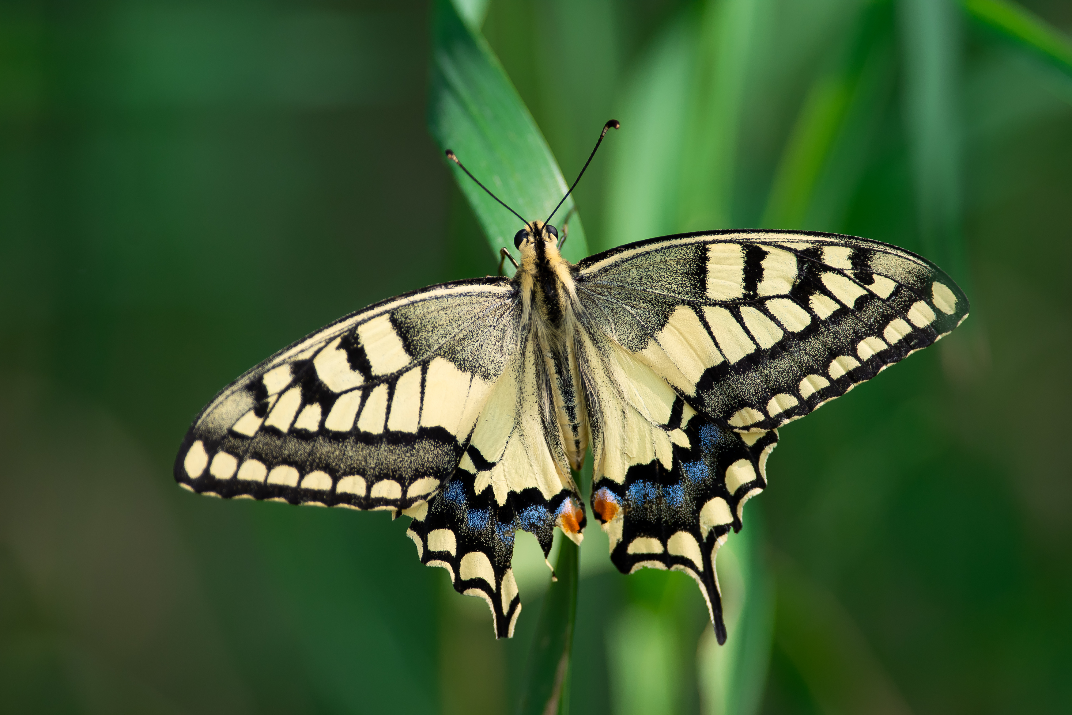 Papilio machaon, butterfly, volgogad, russia, wildlife, Сторчилов Павел