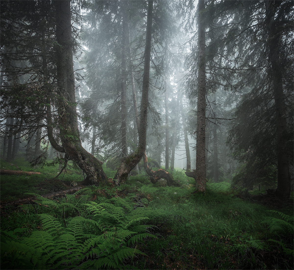 landscape nature scenery forest wood trees mood mist misty fog foggy mountain vitosha bulgaria туман лес, Александров Александър