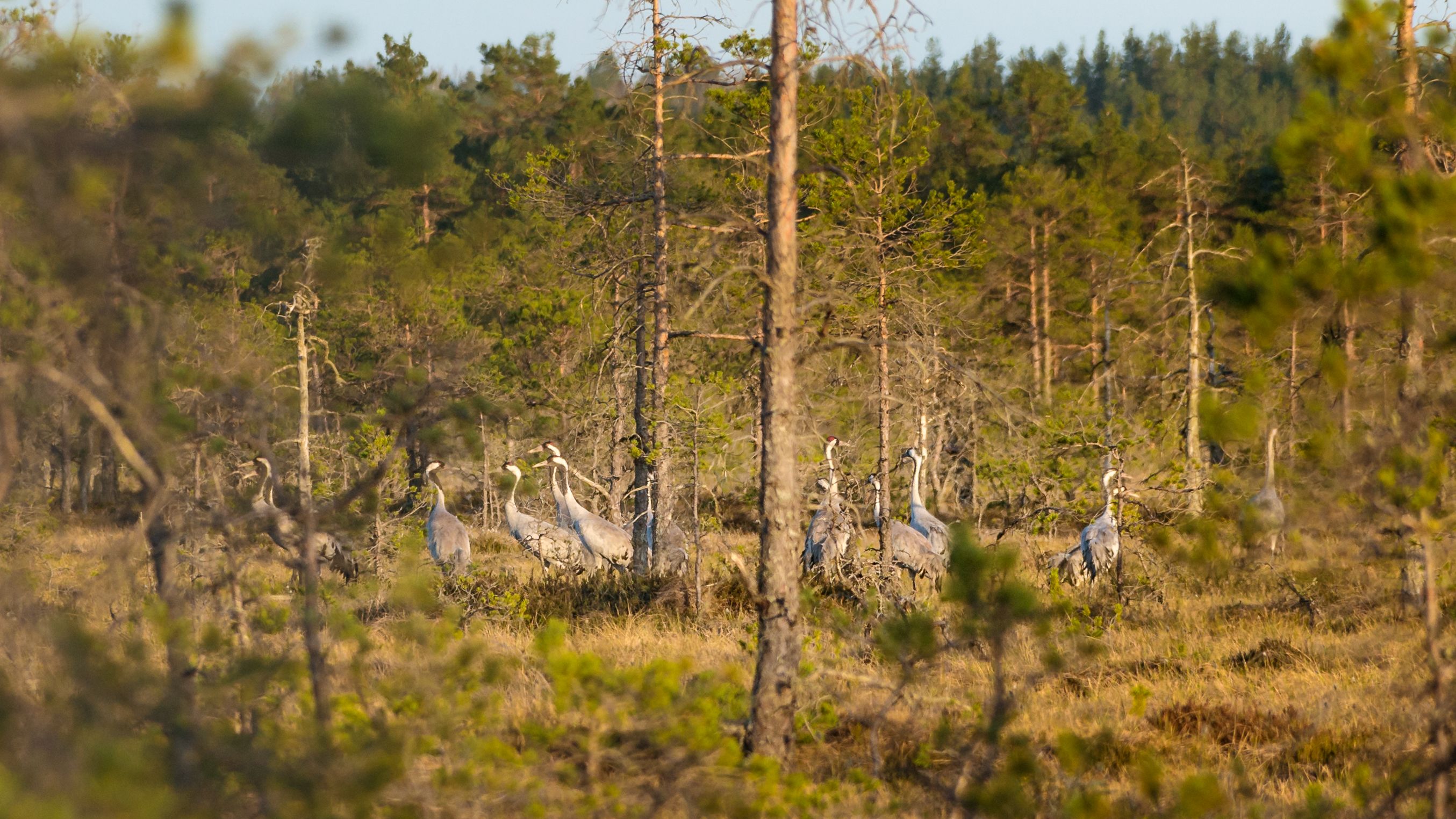 #visiteesti, #visitestonia, #visitestland, #kõnnu, #kõnnusuursoo, #bog, #estonianature, #harjumaa, #eestirabad, #soo, #estonianbogs, #grusgrus, #grus, #commoncrane, #eurasiancrane, #birdwatching, #estoniannature, #estonianbirds, #nature_of_estonia, #birdp, Nikolai Mordan