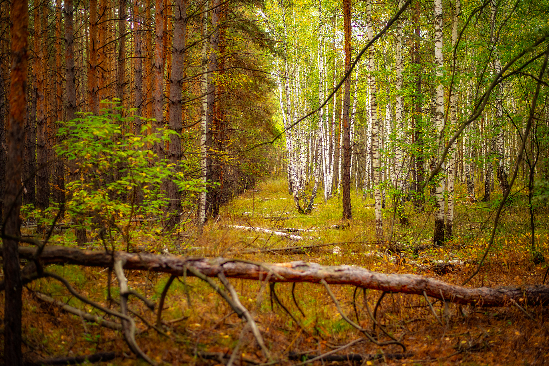 лес осень сентябрь, Дзюба Нелли