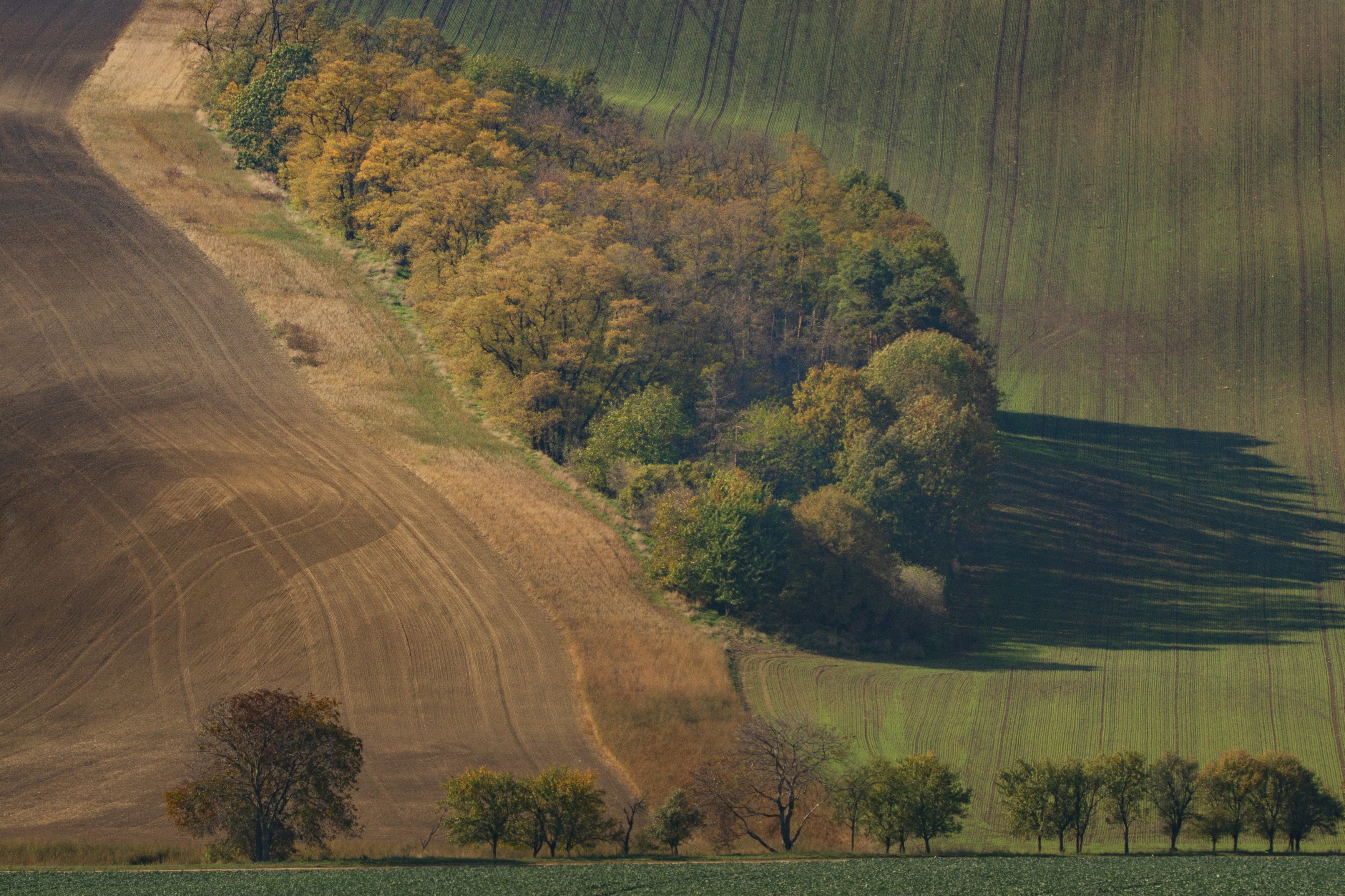 Horizontal, Landscape-Scenery, Nature, Agricultural, Field, Rural, Agriculture, Tree, Farm, Grass, Autumn, Field, Moravia, Damian Cyfka