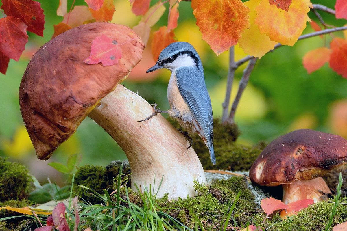 природа, фотоохота, поползень, птицы, животные, грибы, осень, vladilenoff