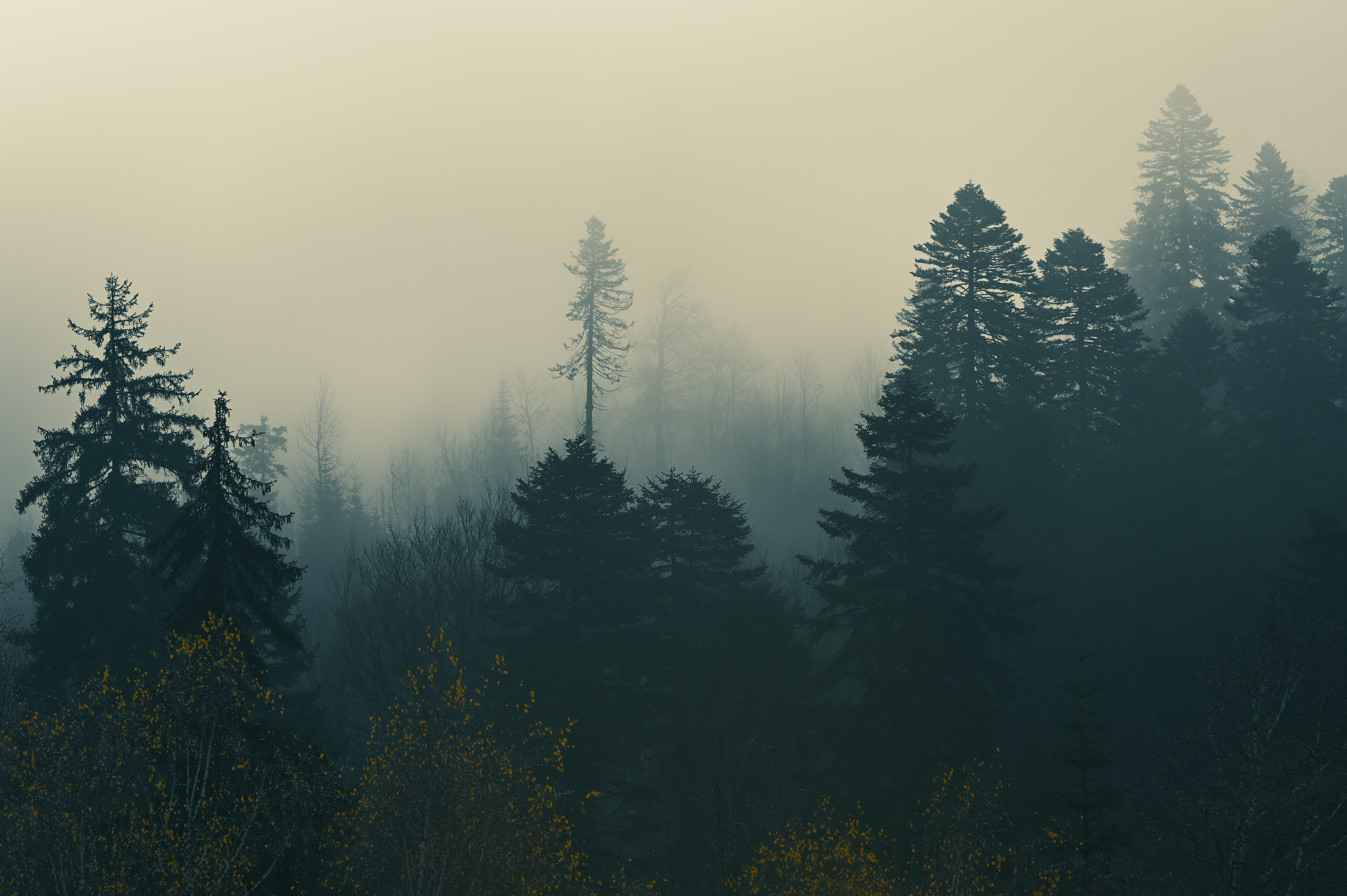 landscape, dombay, nature, forest, pine, trees, caucasus, autumn, fog/ sunset,, Бугримов Егор