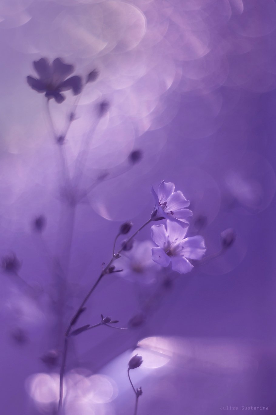 Бледно фиолетовые цветы